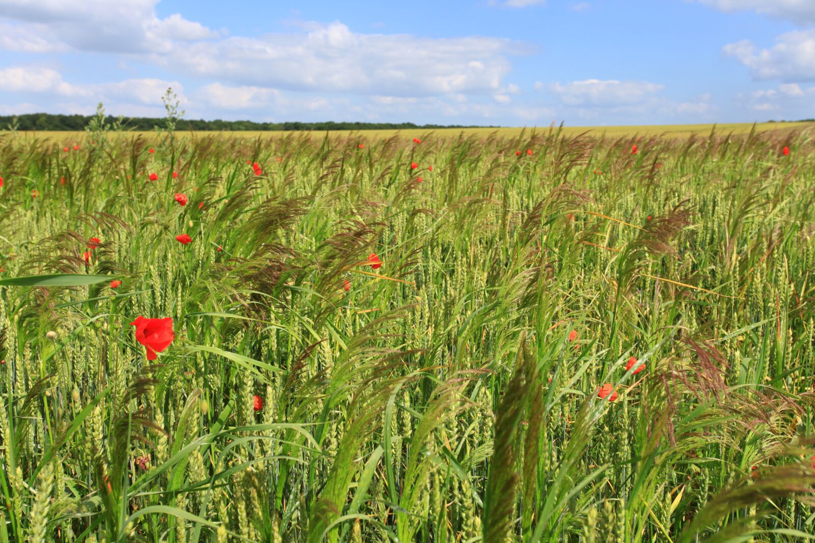 Canon EOS 5D Mark II sample photo. Wheat, fields, poppy photography