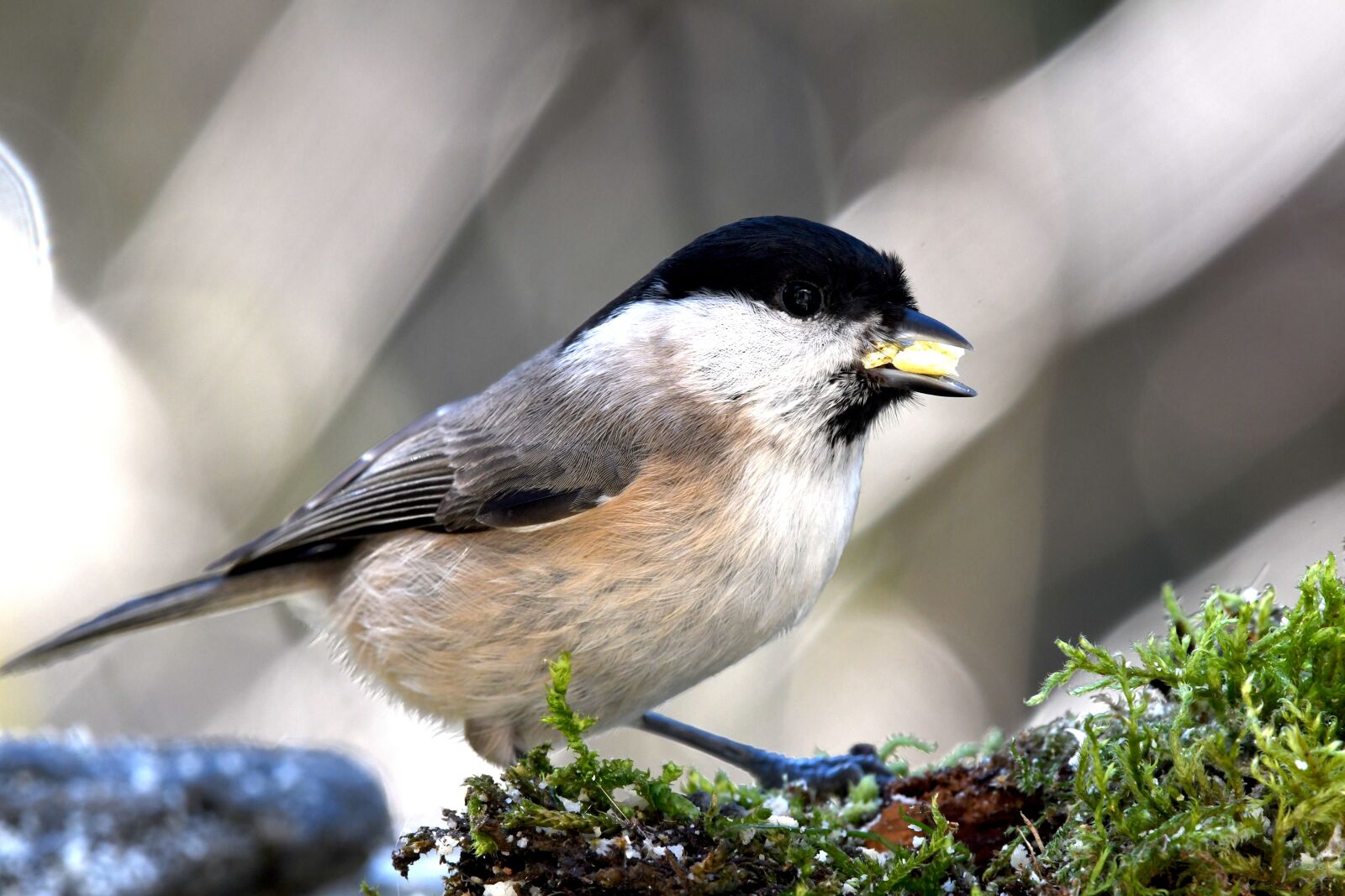 Nikon D7500 sample photo. Tit, bird, livery photography