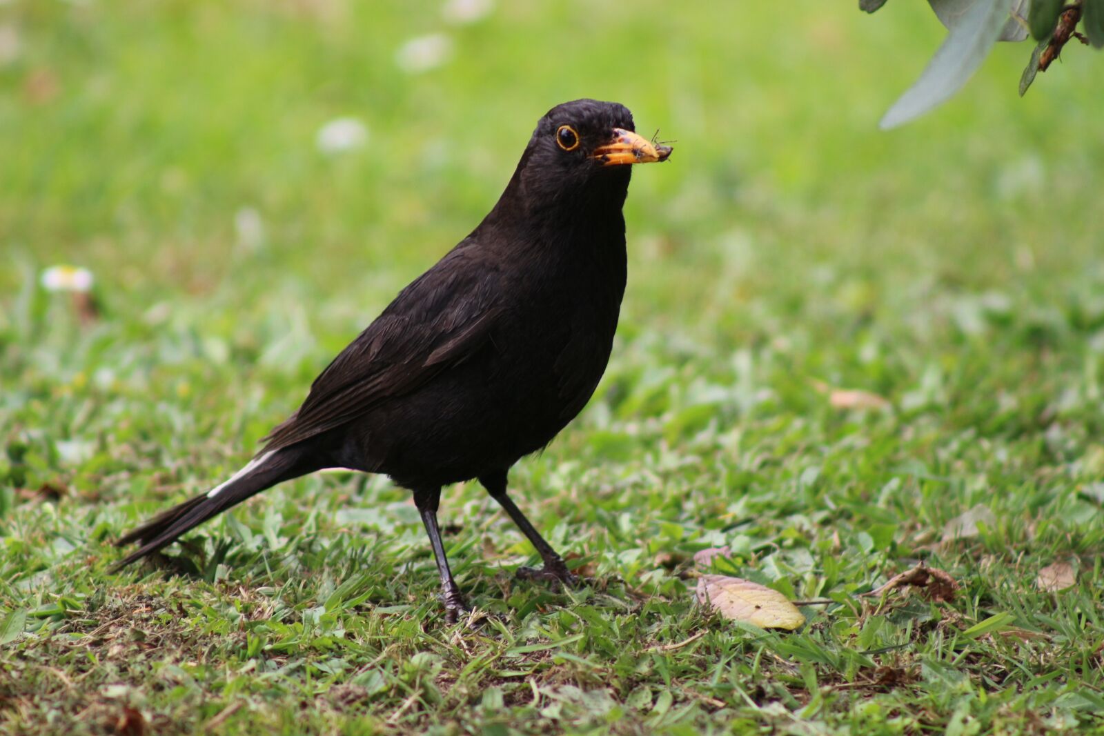 Canon EOS 100D (EOS Rebel SL1 / EOS Kiss X7) sample photo. Bird, blackbird, avian photography