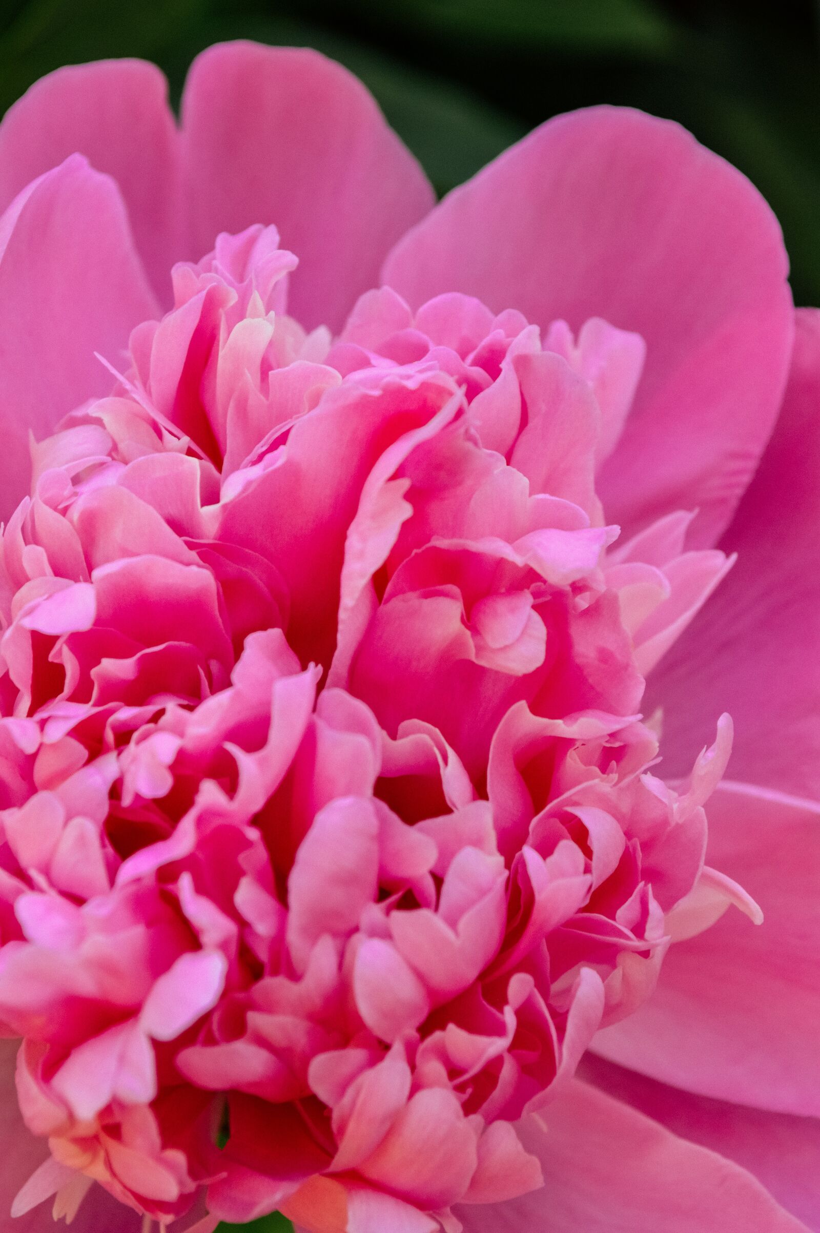 Nikon D3200 sample photo. Peony, flower, bud photography