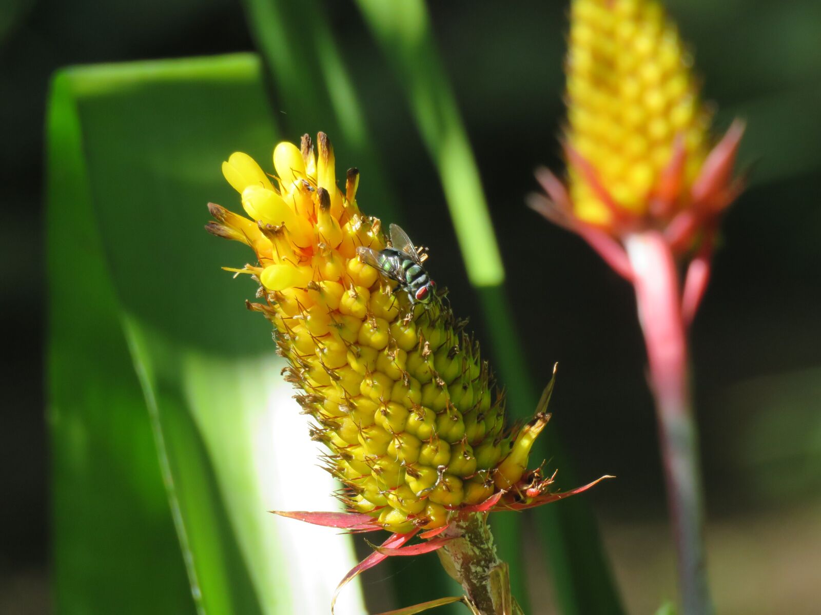 Canon PowerShot SX60 HS sample photo. Fly, pest, housefly photography