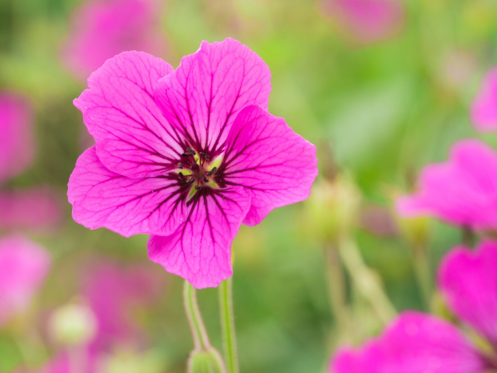 Panasonic DMC-G81 sample photo. Flower, nature, garden photography