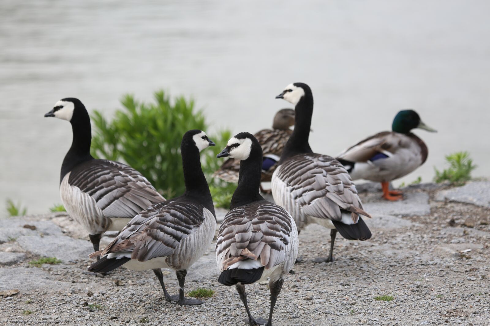 Canon EF 100-400mm F4.5-5.6L IS USM sample photo. Bird, nature, animal world photography