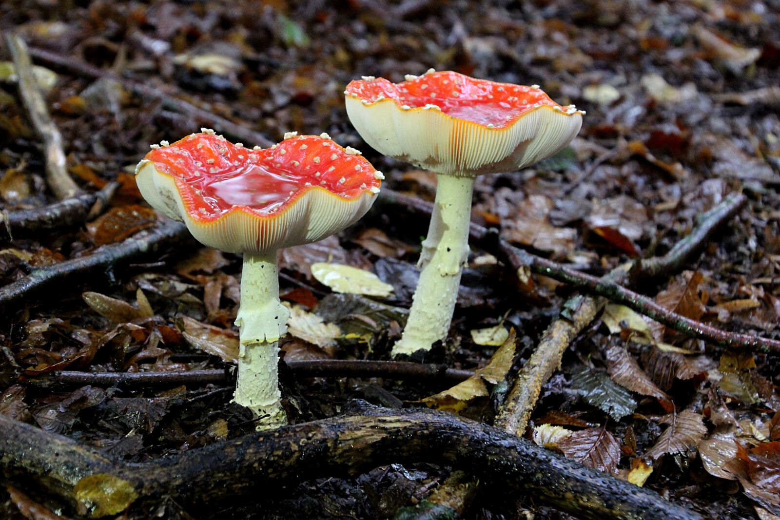 Canon EOS 600D (Rebel EOS T3i / EOS Kiss X5) sample photo. Mushroom, fly agaric, autumn photography
