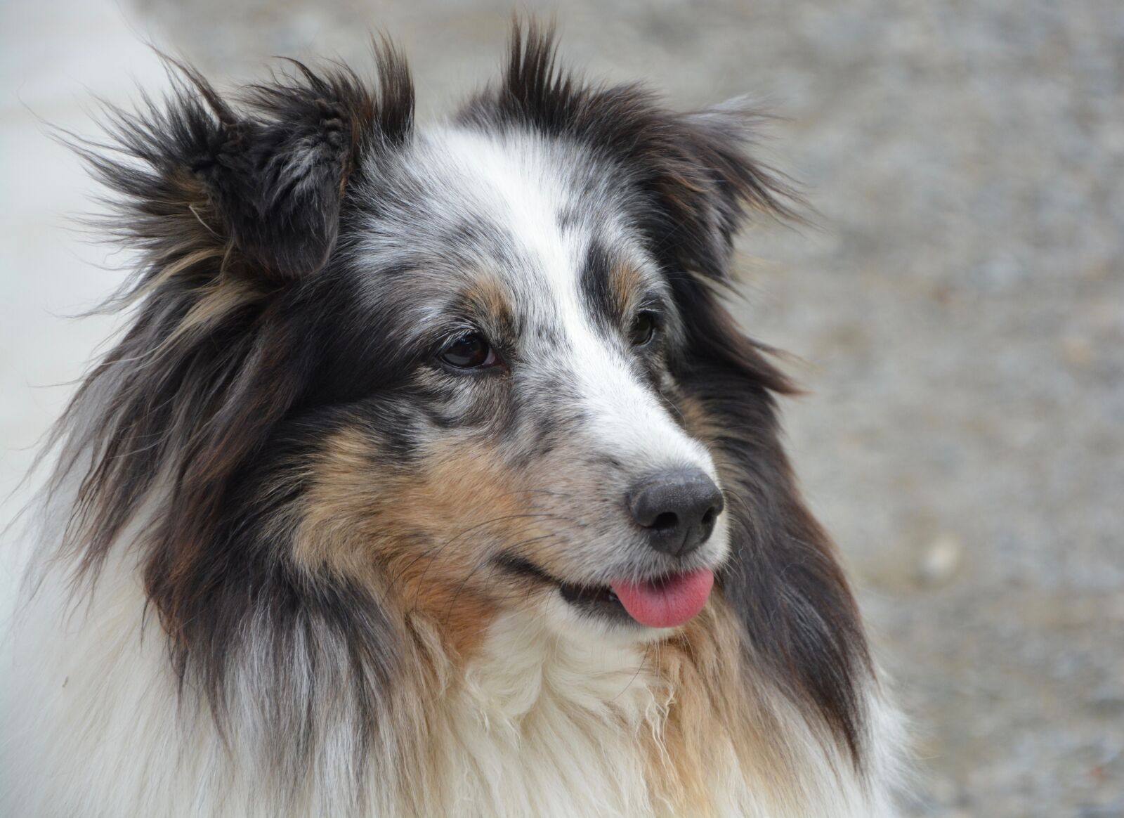 Nikon D5200 sample photo. Dog, bitch, dog shetland photography