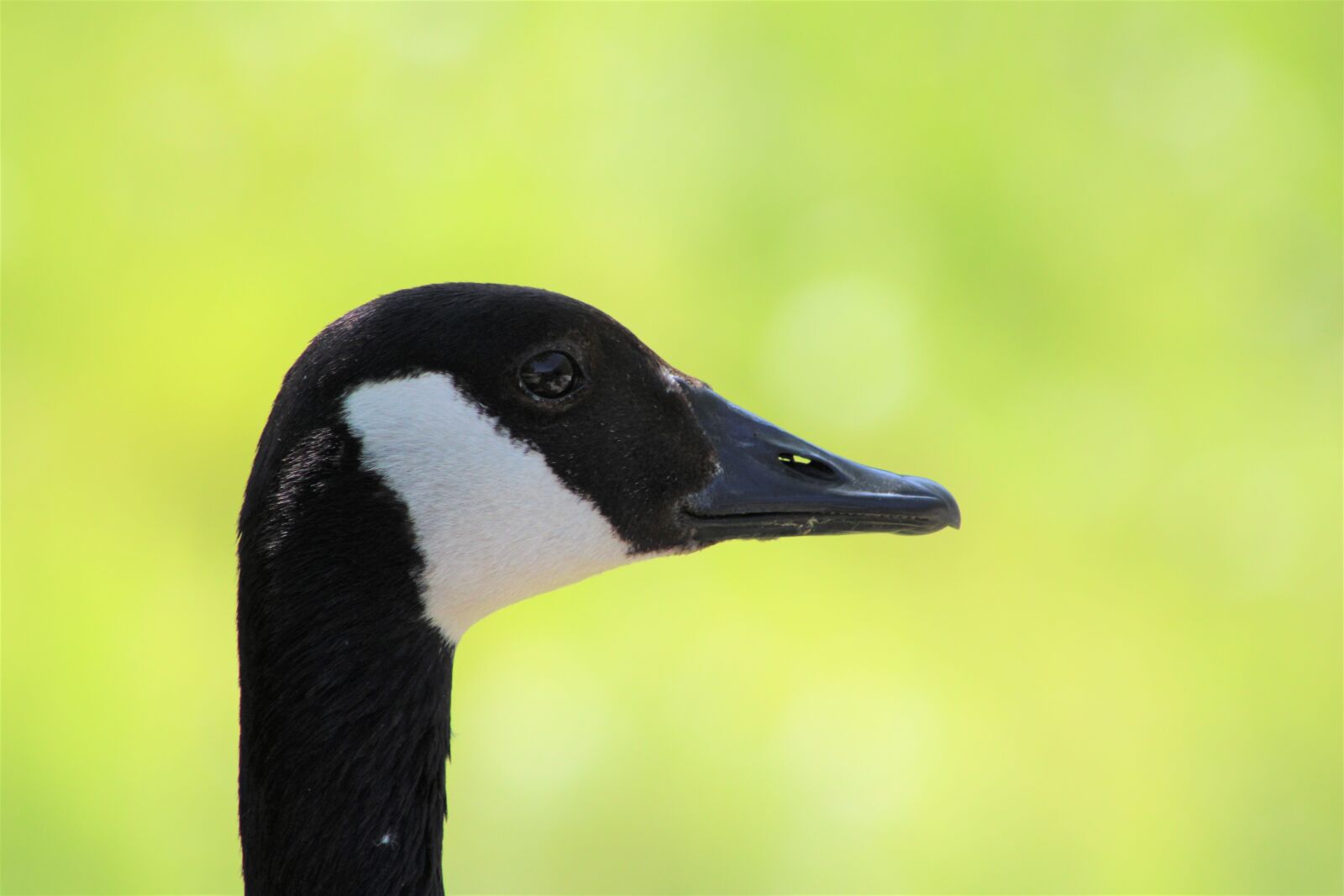 Canon EF75-300mm f/4-5.6 sample photo. Goose, bird, close up photography