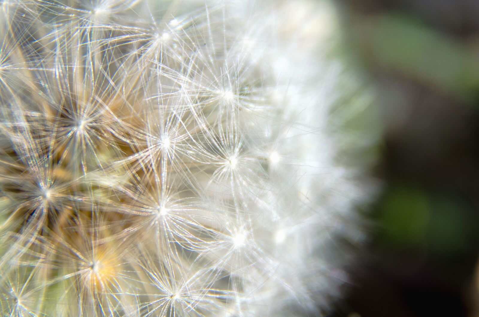 Nikon D5100 sample photo. Seed, flower, dandelion photography