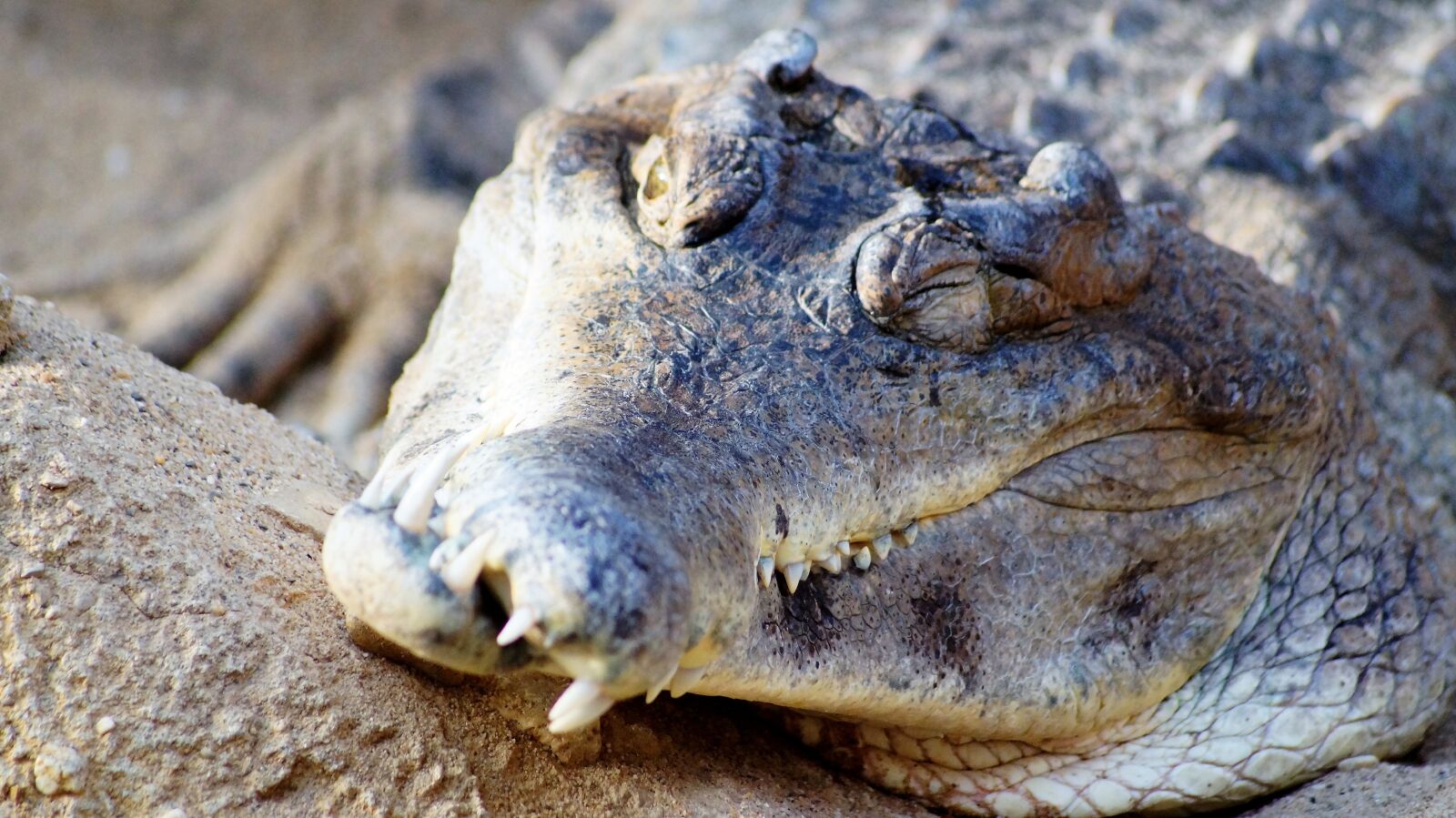 Sony SLT-A58 sample photo. Crocodile, zoo, wild photography
