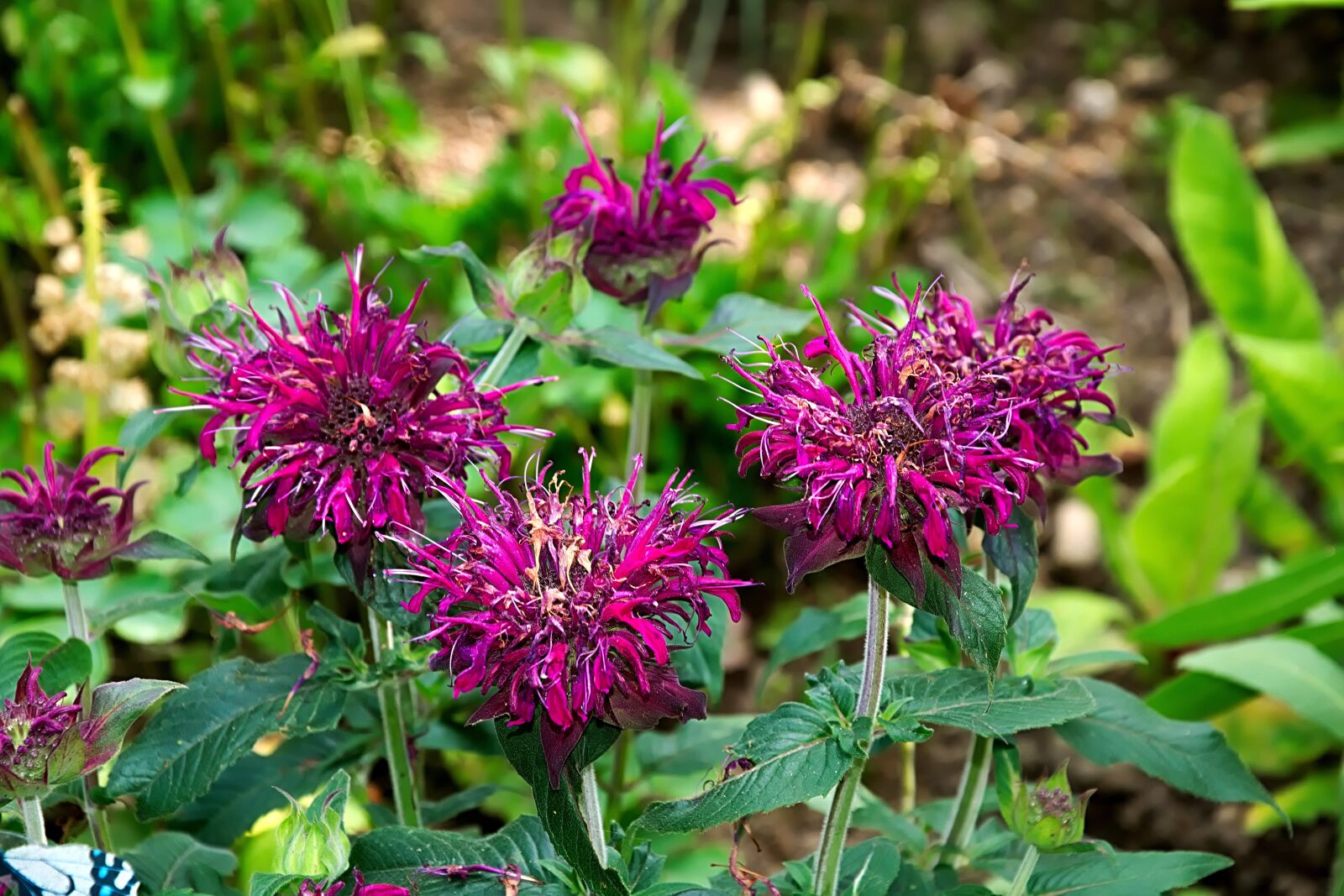 Nikon D3300 sample photo. Indian nettle, violet, monarda photography