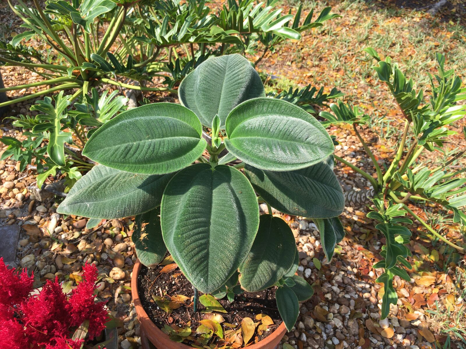 iPhone SE back camera 4.15mm f/2.2 sample photo. Fuzzy, plant, green photography