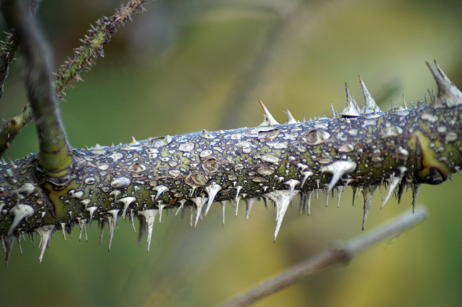 Sony SLT-A58 sample photo. Thorns, spiny, thorn photography