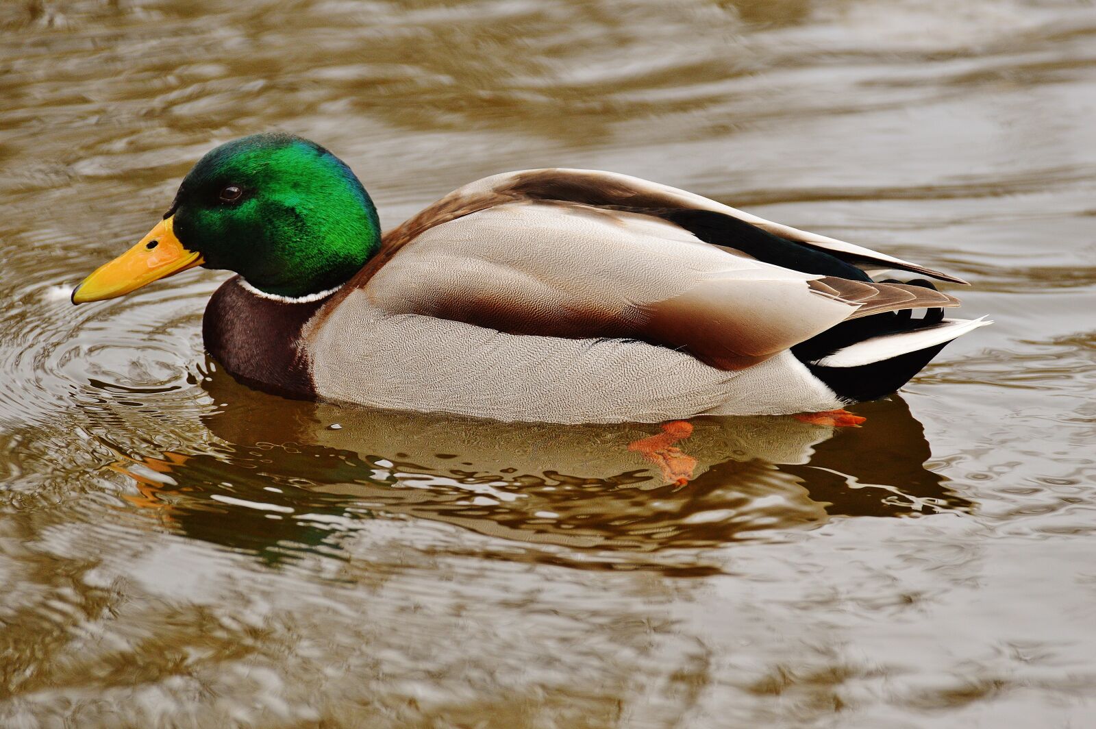 Nikon D3200 sample photo. Duck, water bird, poultry photography