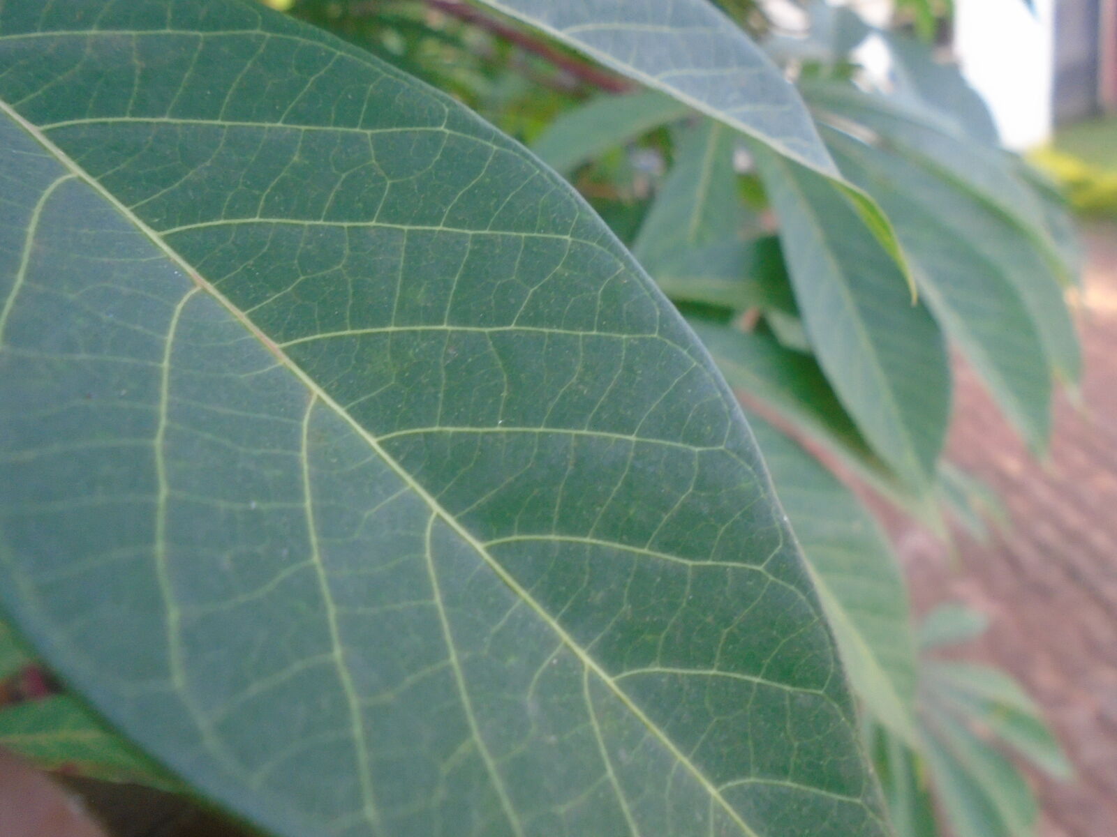 Sony Cyber-shot DSC-W800 sample photo. Cassava, close, up, leaf photography