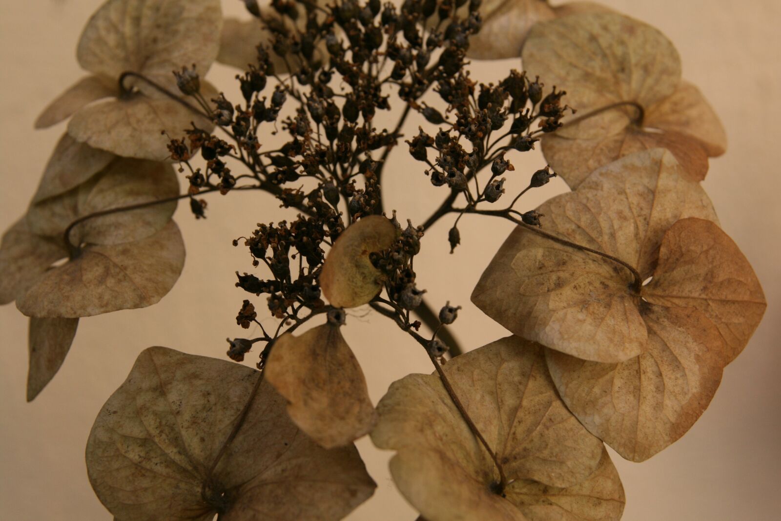 Canon EOS 400D (EOS Digital Rebel XTi / EOS Kiss Digital X) sample photo. Hydrangea, trockenblume, faded photography