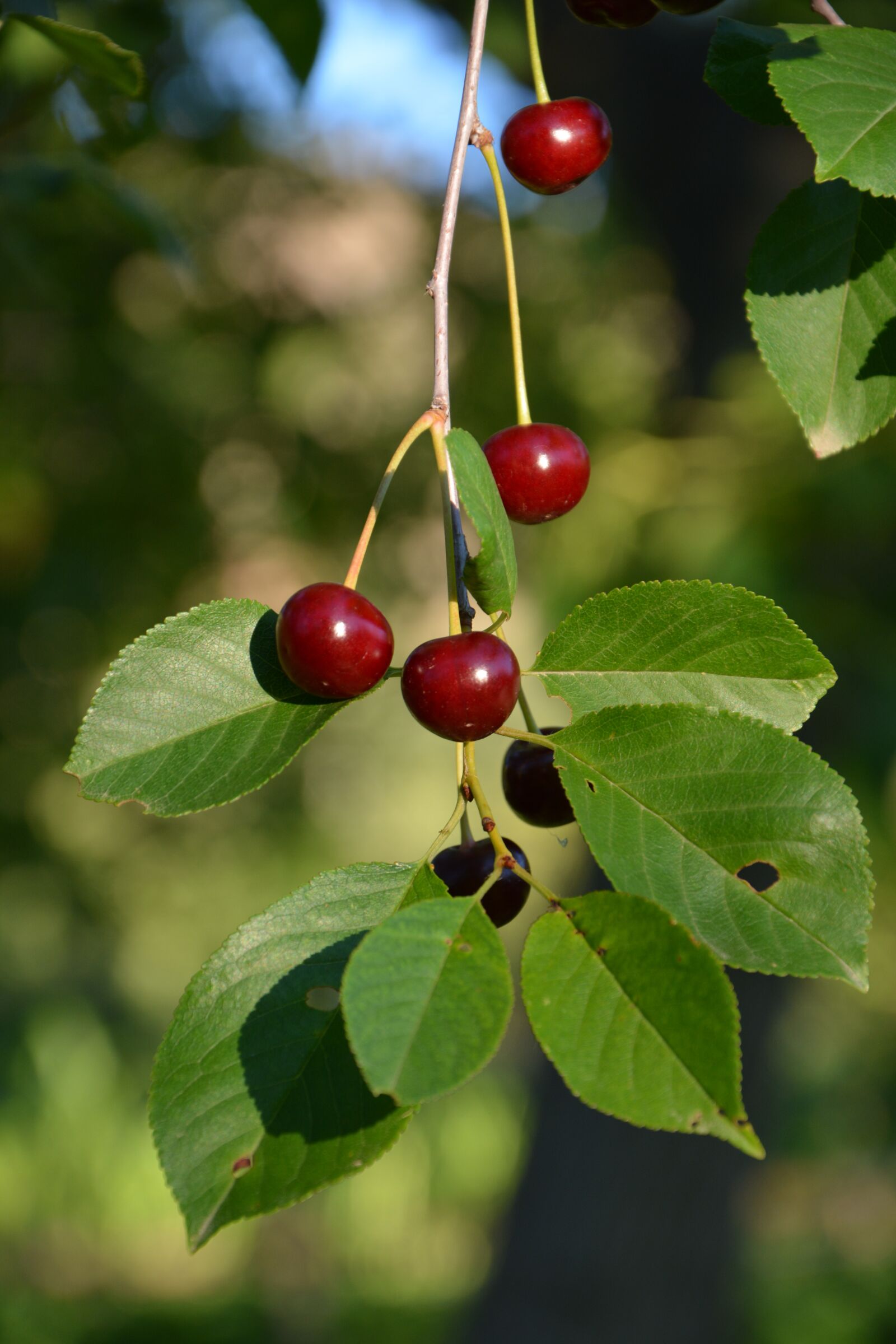 Nikon D7100 sample photo. Fresh, fruit, healthy eating photography