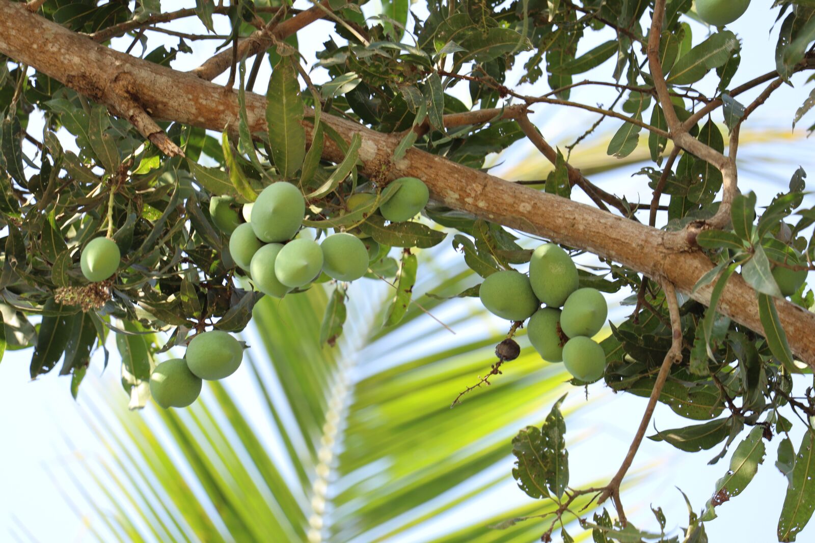 Canon EOS 250D (EOS Rebel SL3 / EOS Kiss X10 / EOS 200D II) sample photo. Mango tree, kerala, mangos photography