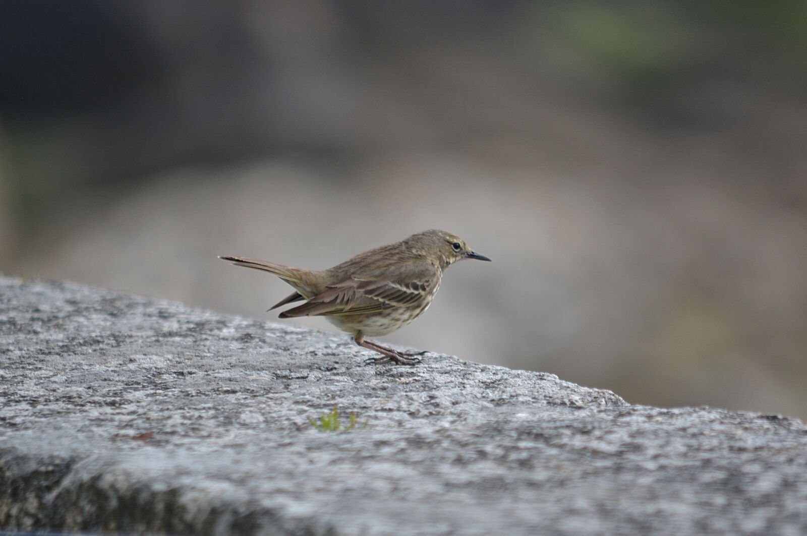 Nikon D5200 sample photo. Bird, sparrow, animal photography