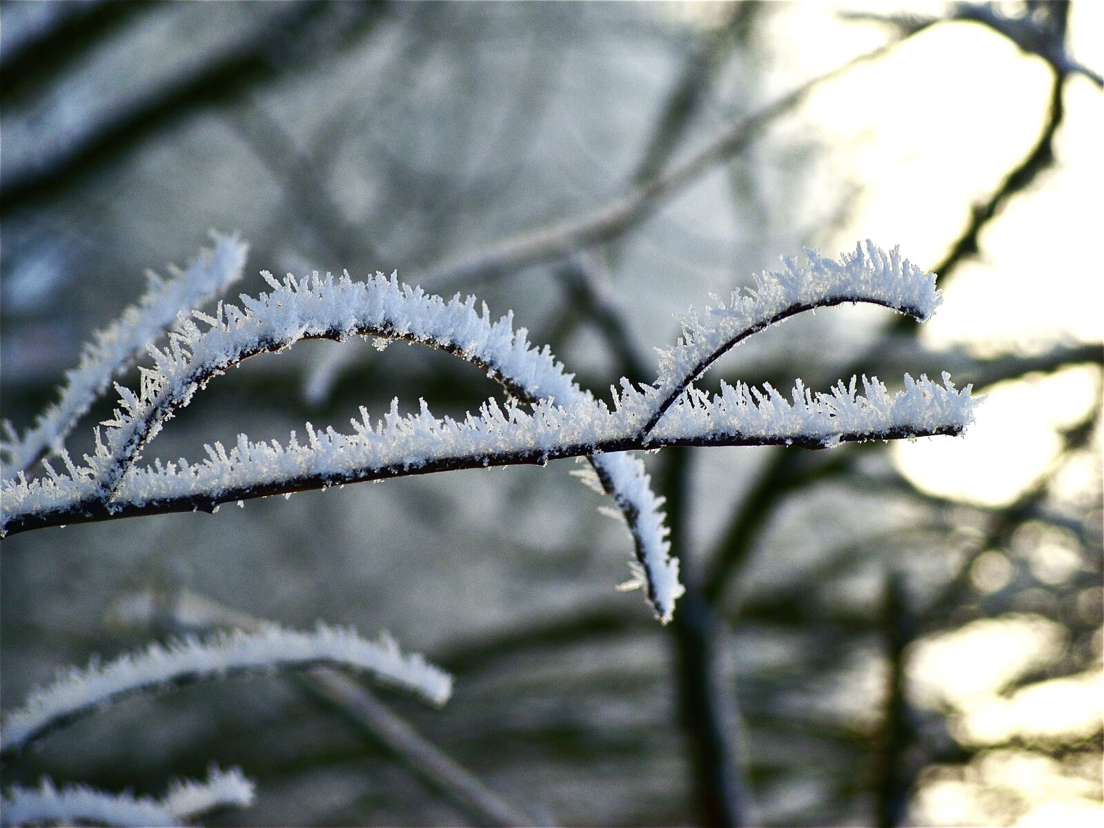 Samsung S850 sample photo. Frost, nature, winter photography
