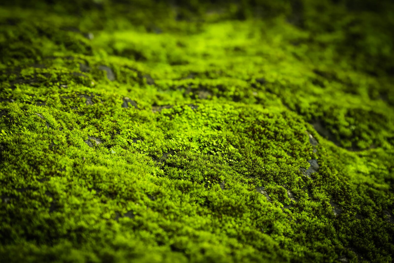 Canon EOS 6D + Canon EF 24-105mm F4L IS USM sample photo. Green, small, nature photography