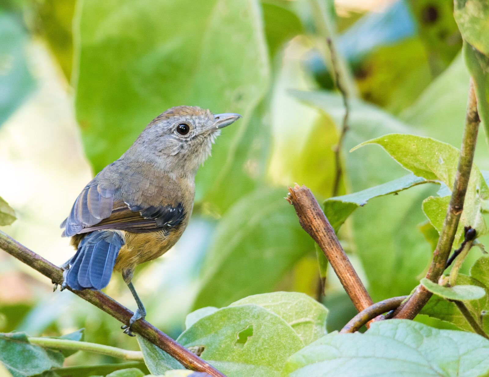 Canon EOS 7D Mark II sample photo. Bird, nature, tropical birds photography