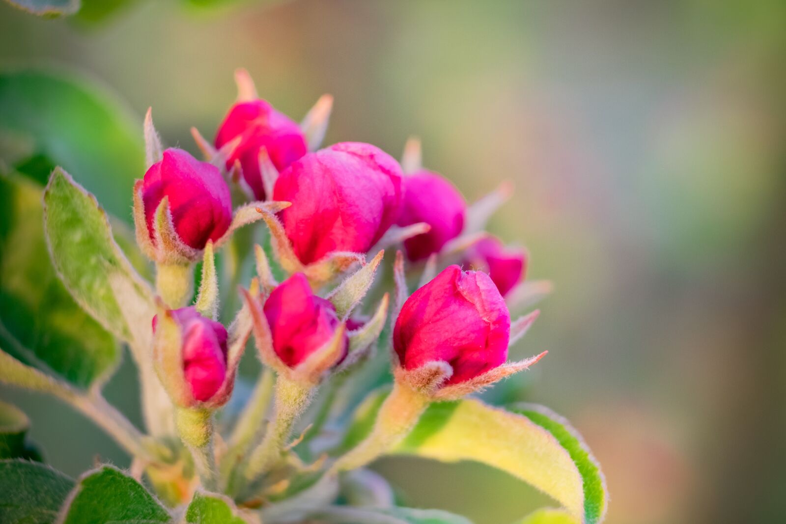Fujifilm XF 55-200mm F3.5-4.8 R LM OIS sample photo. Bud, flower, apple photography
