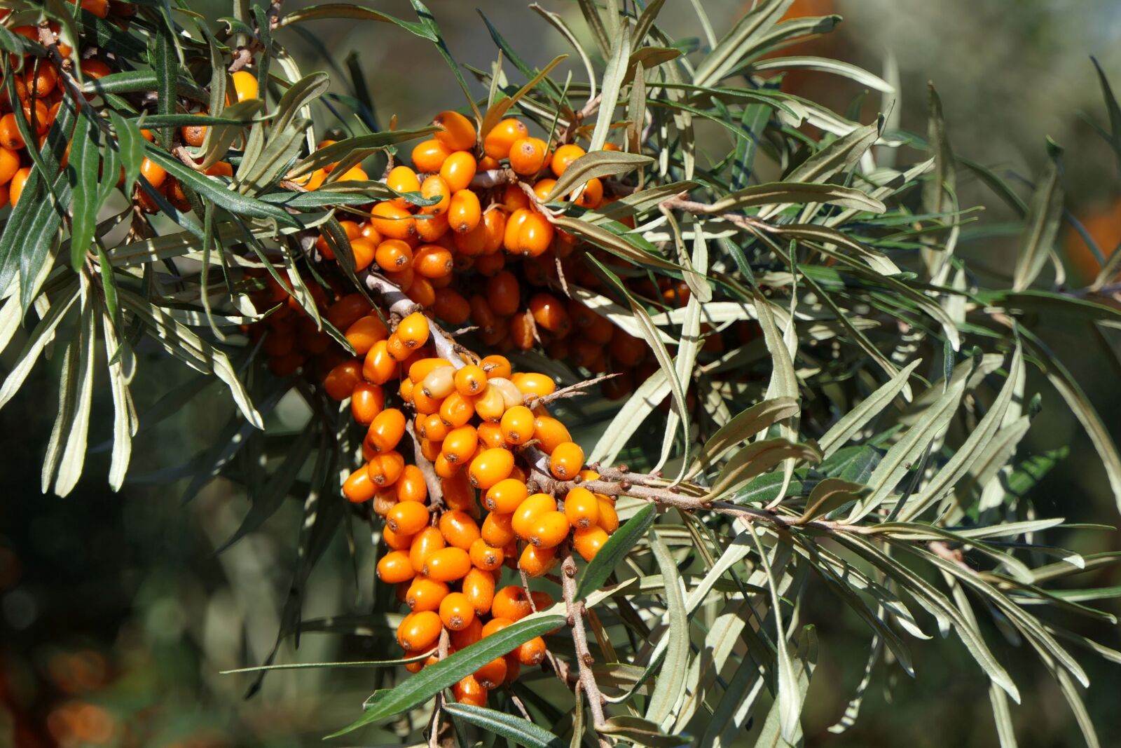 Panasonic Lumix DMC-FZ2500 (Lumix DMC-FZ2000) sample photo. Sea buckthorn, berries, fruit photography