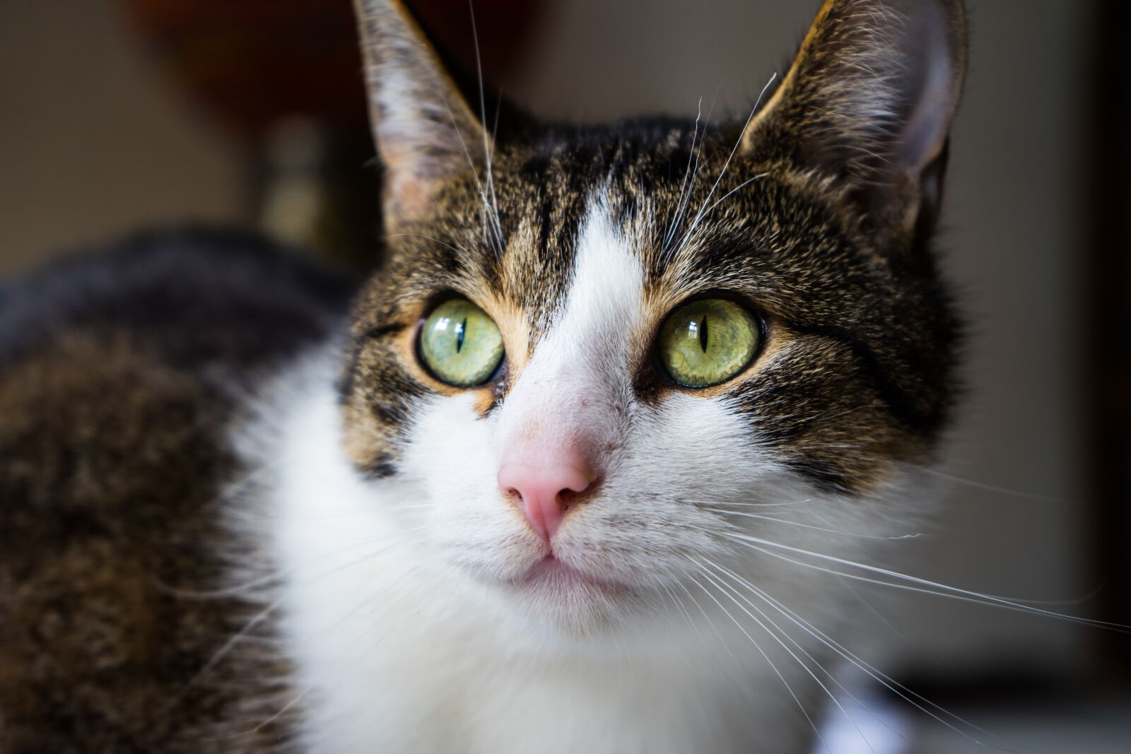 Sony a7 + Sony FE 28-70mm F3.5-5.6 OSS sample photo. Cat, pet, animal photography