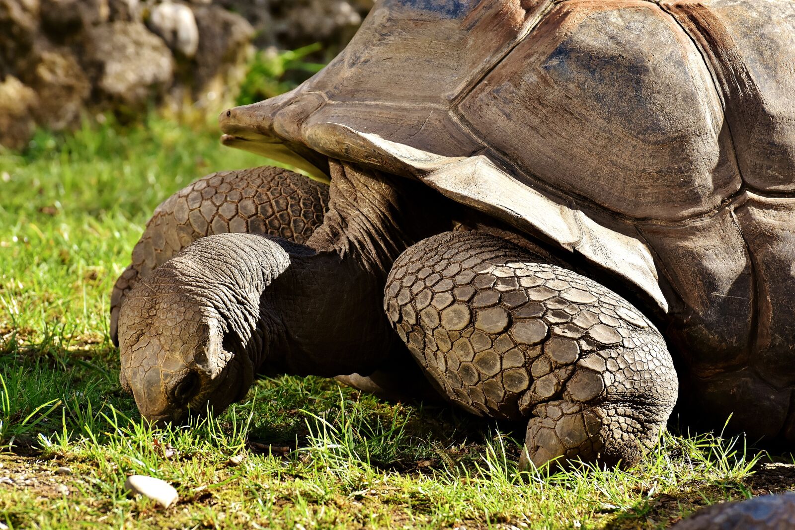 Nikon D7200 sample photo. Giant tortoises, animals, panzer photography