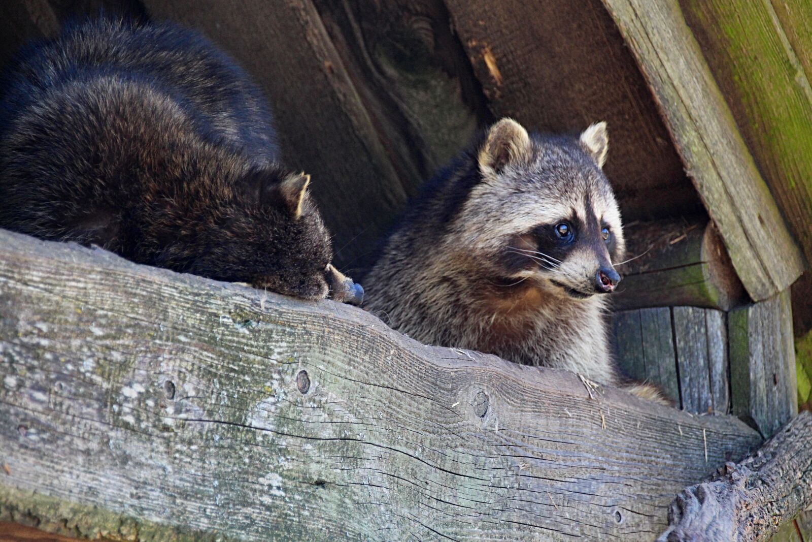 Canon EOS 650D (EOS Rebel T4i / EOS Kiss X6i) sample photo. Raccoons, zoo, raccoon photography