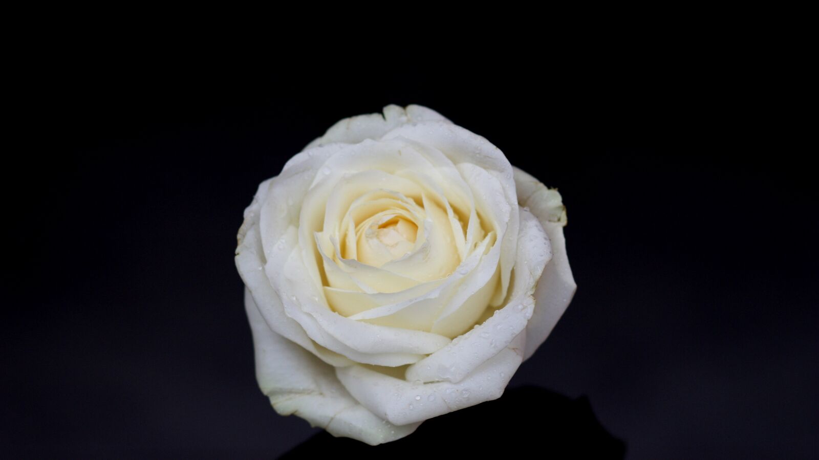 Canon EOS 450D (EOS Rebel XSi / EOS Kiss X2) sample photo. Rose, white, petals photography