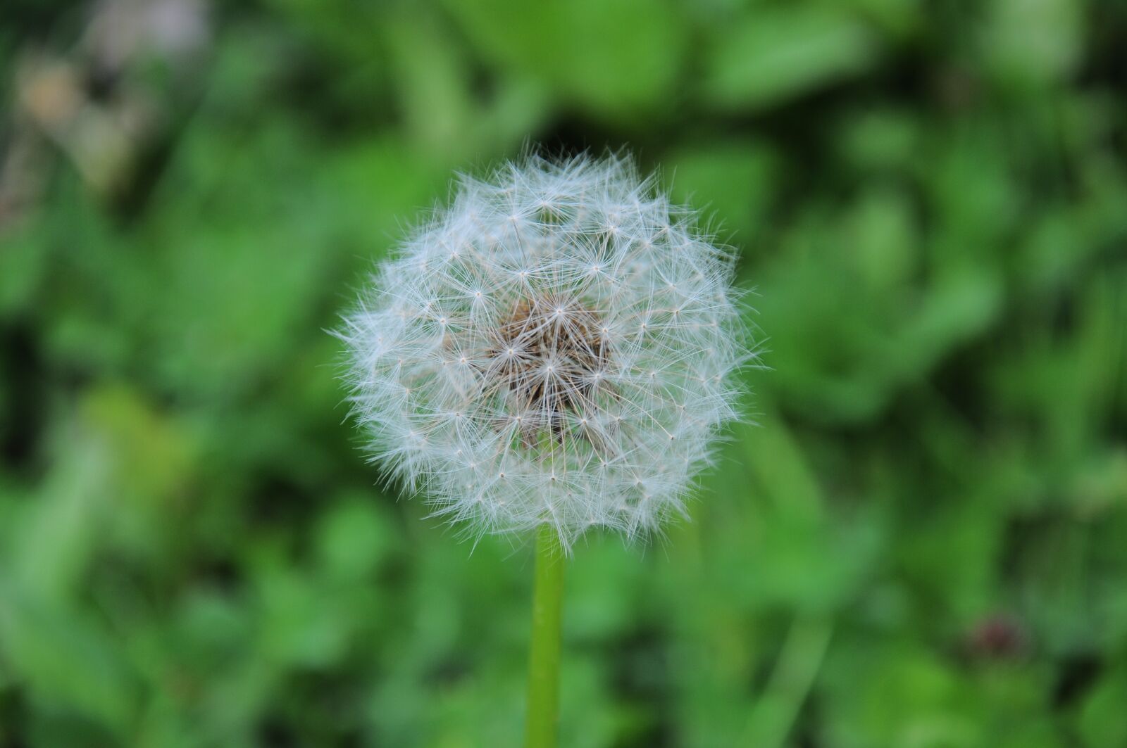 Nikon D90 sample photo. Dandelion, official dandelion, dandelion photography