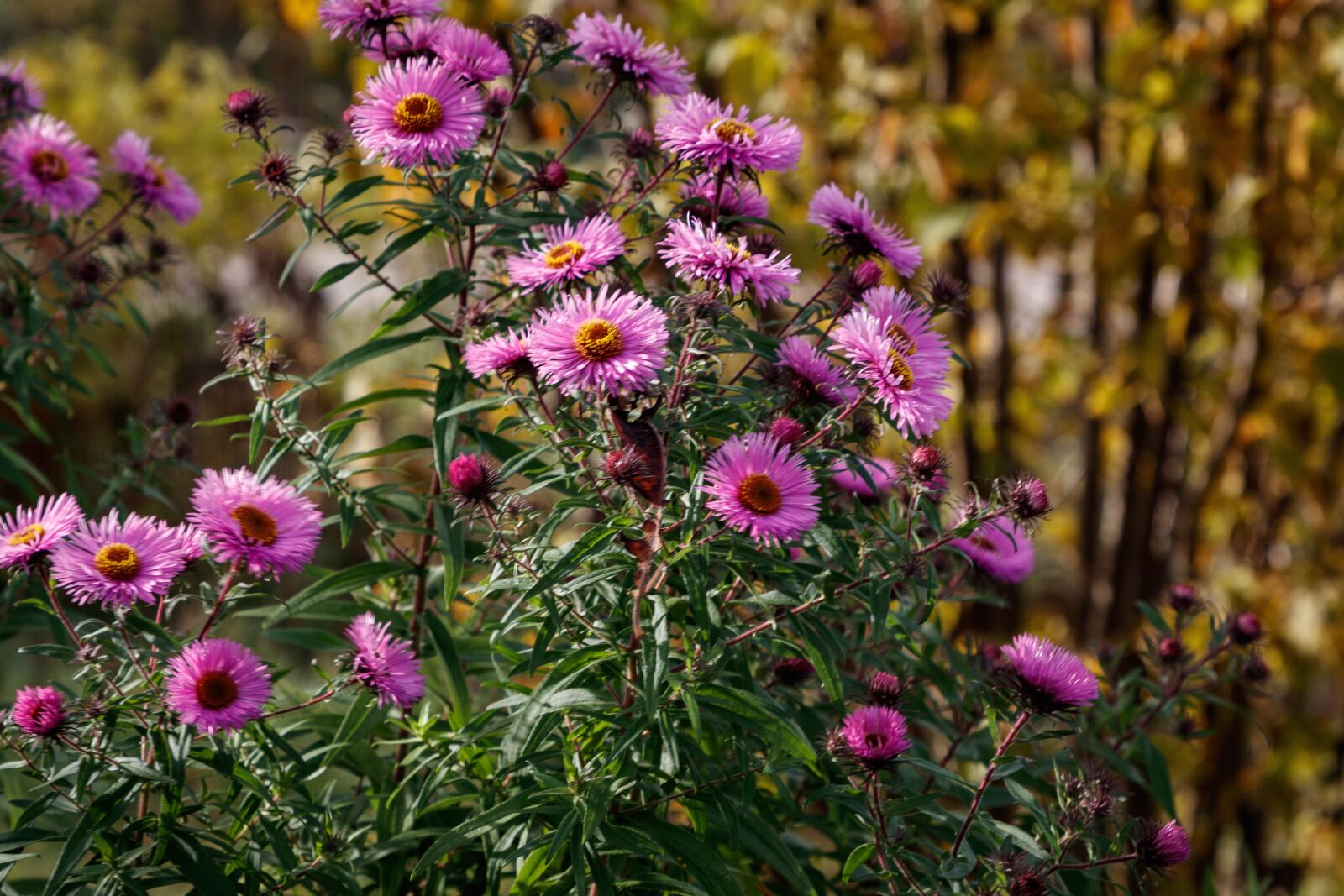 Canon EOS 80D sample photo. Asterx, flowers, autumn photography