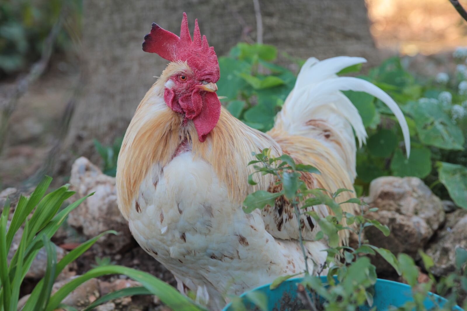 Canon EOS 550D (EOS Rebel T2i / EOS Kiss X4) sample photo. Rooster, winged, bird photography