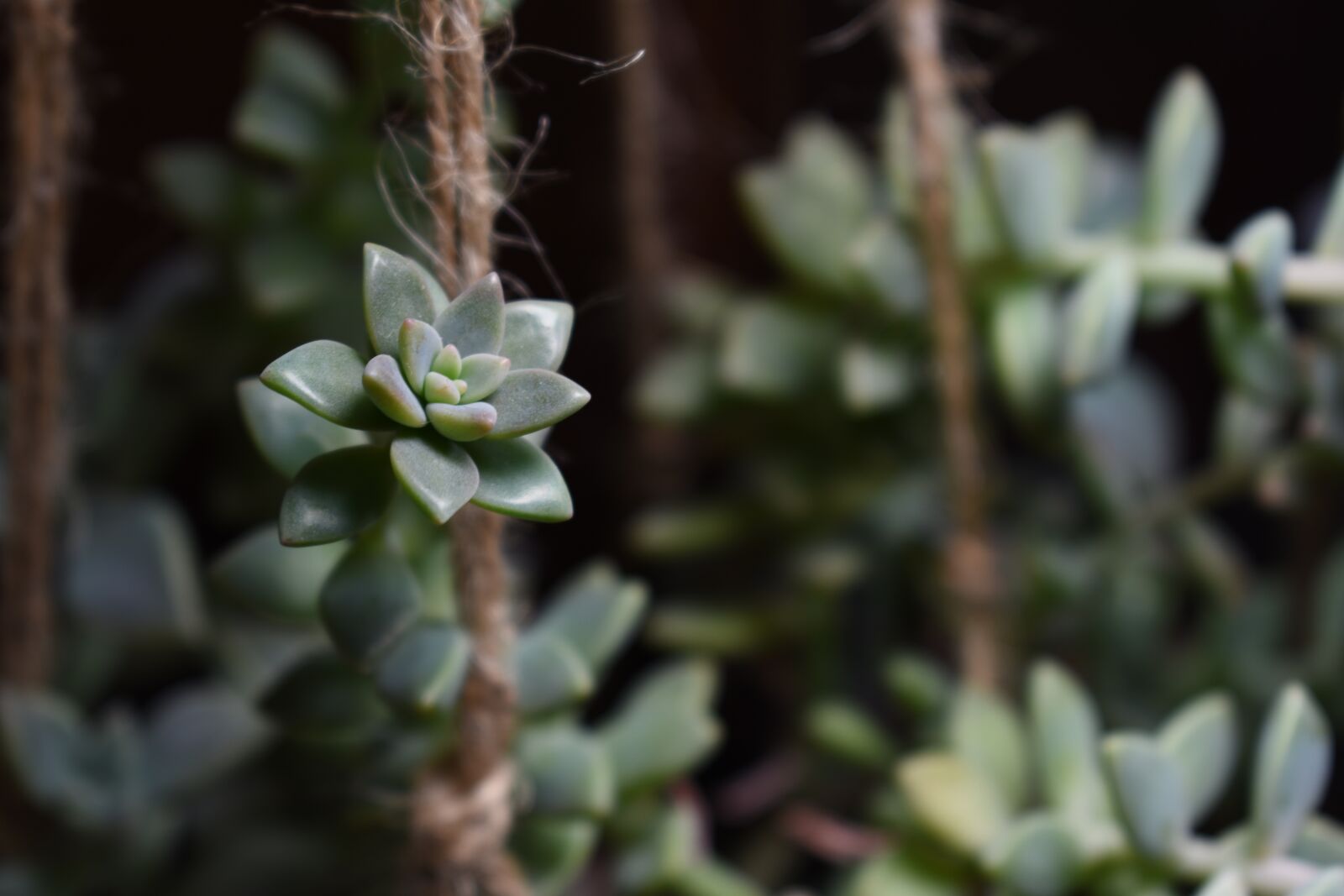 Nikon D7200 sample photo. Succulents, succulent, plant photography