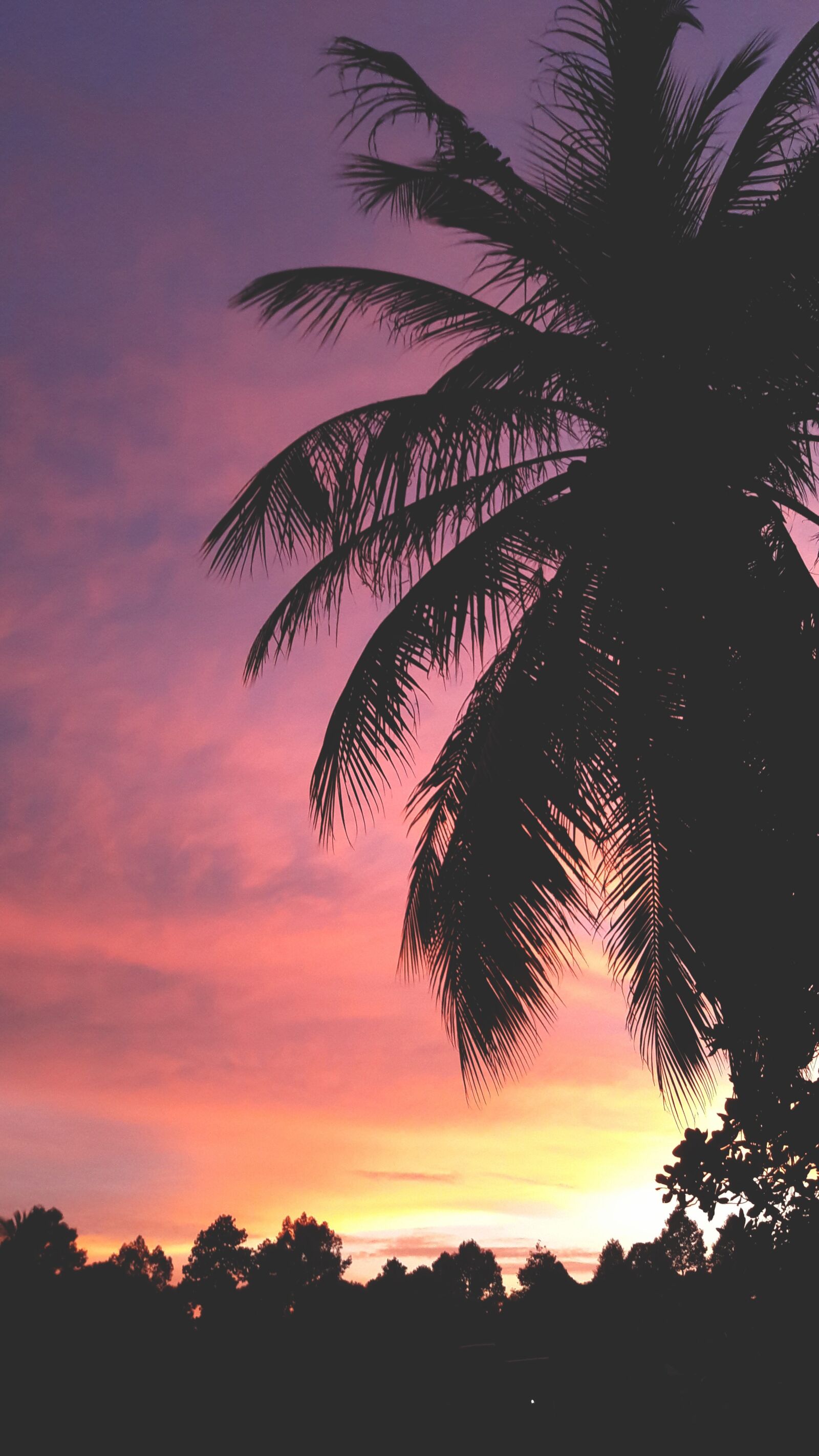 Samsung Galaxy J7 sample photo. Coconut, sunset, vietnam photography