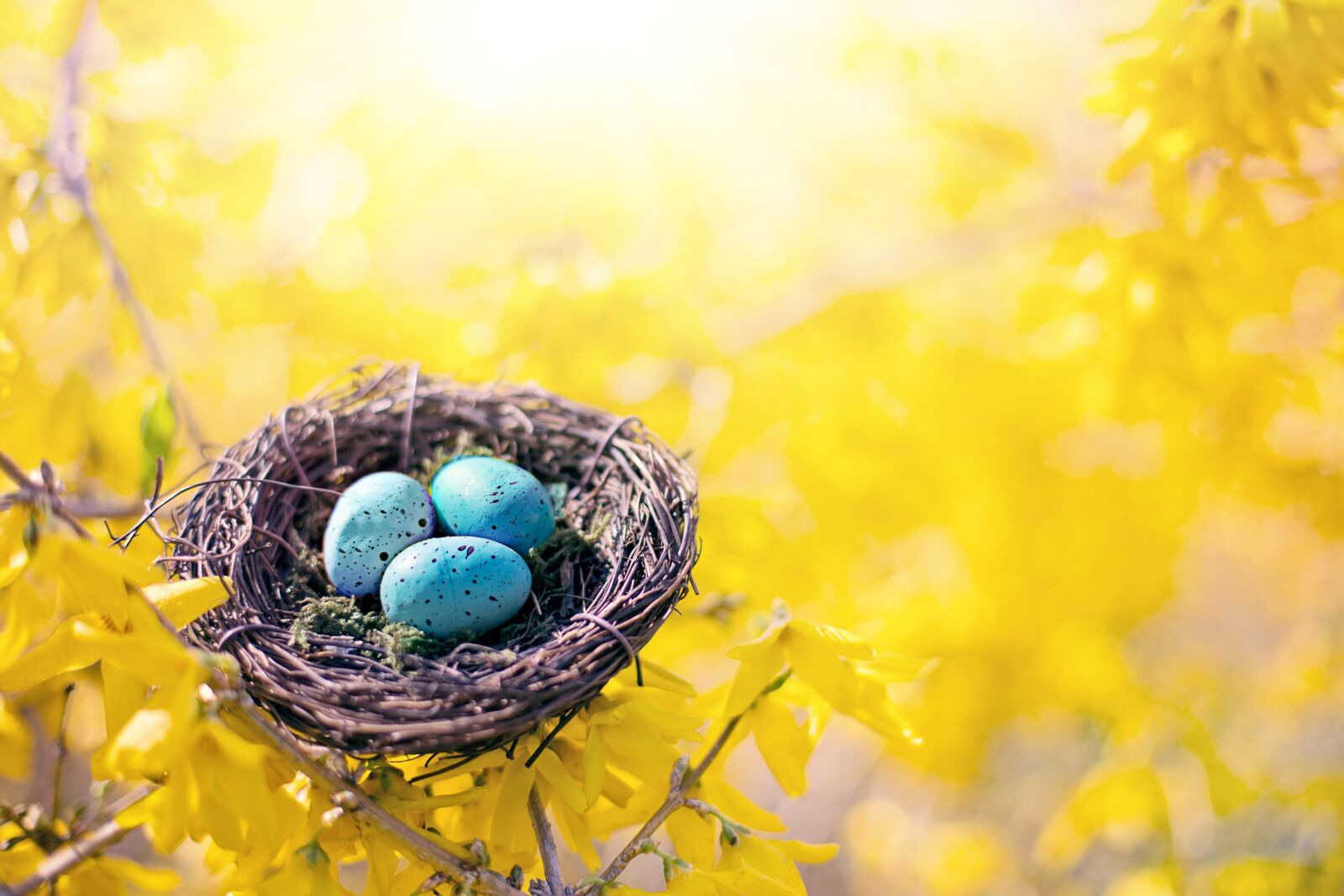 Canon EF 50mm F1.4 USM sample photo. Spring, bird's nest, eggs photography