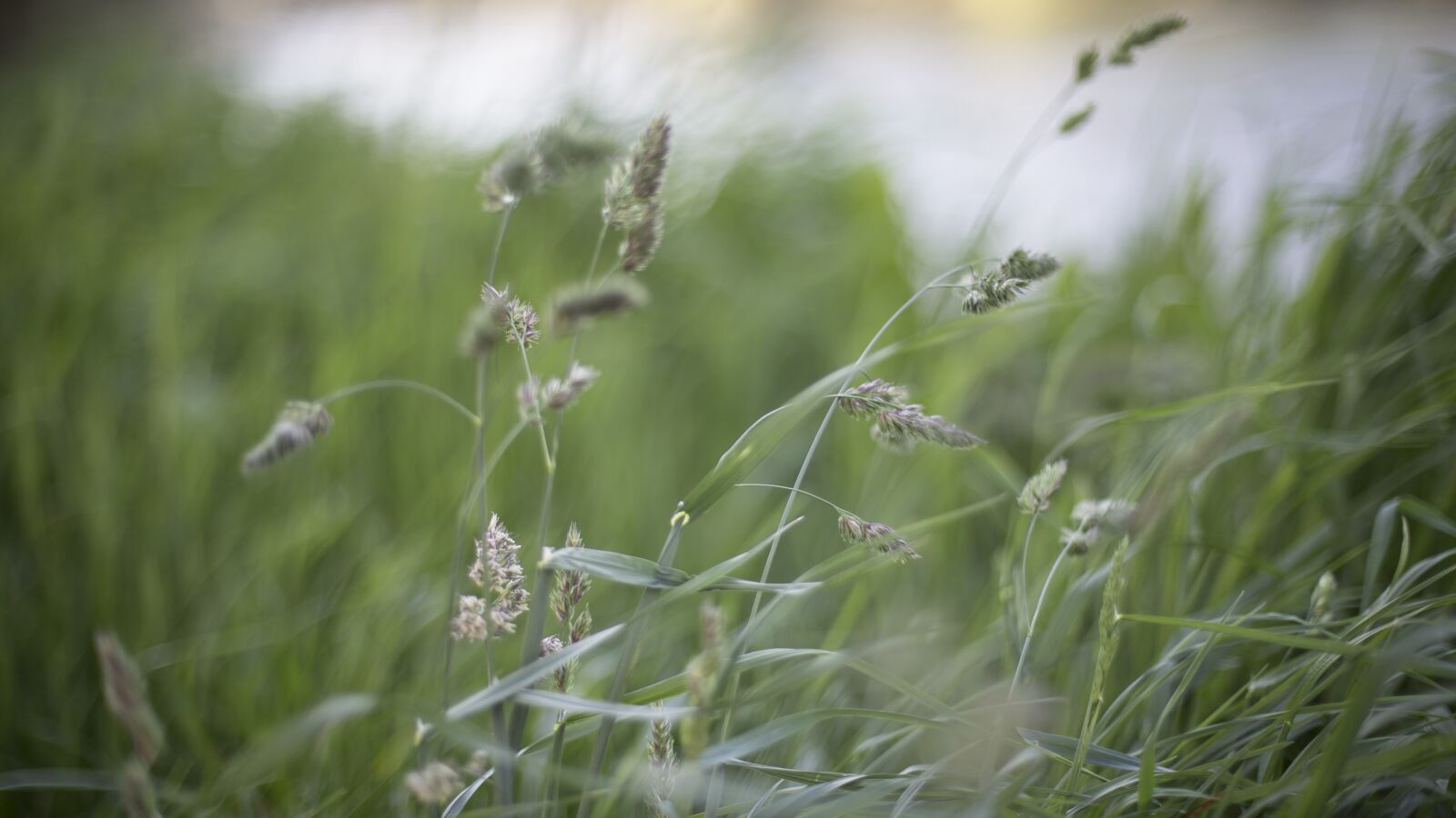 Canon EOS 6D + Canon EF 50mm F1.4 USM sample photo. Grasses, windy photography