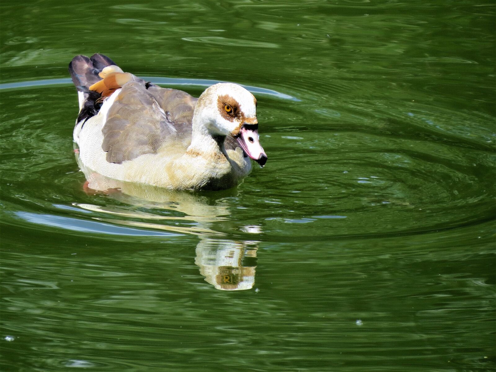 Canon PowerShot SX50 HS sample photo. Waterfowl, colorful, water photography