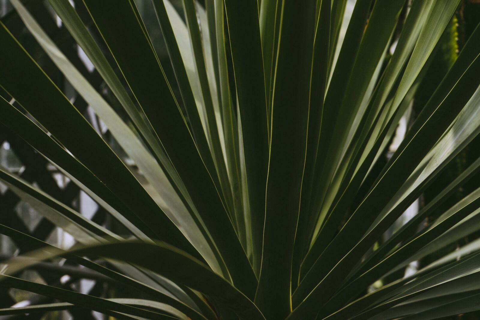 Sony a7 II + Sony FE 28-70mm F3.5-5.6 OSS sample photo. Botanical, botany, garden photography