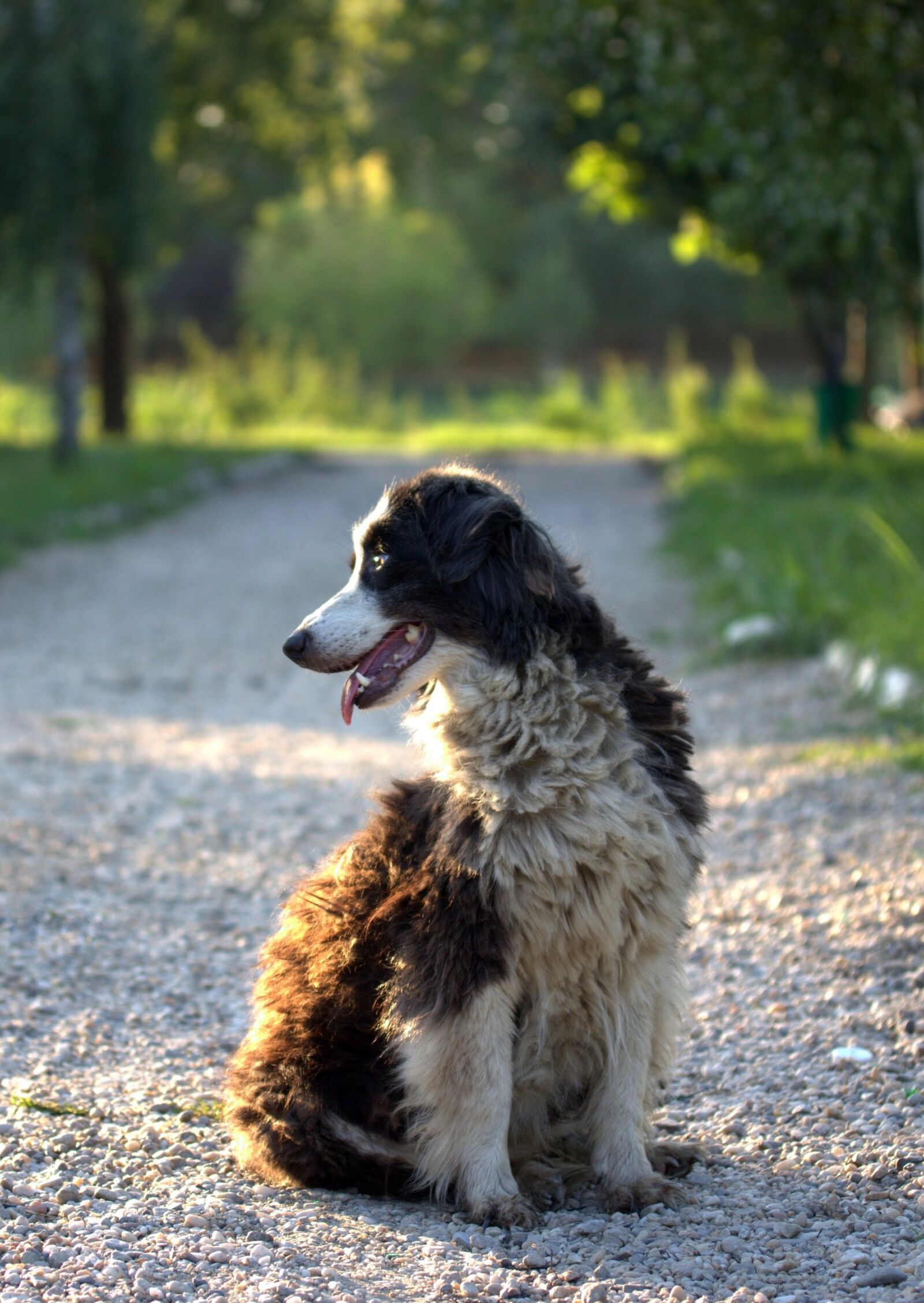 Canon EF-S 60mm F2.8 Macro USM sample photo. Dog, canine, white photography