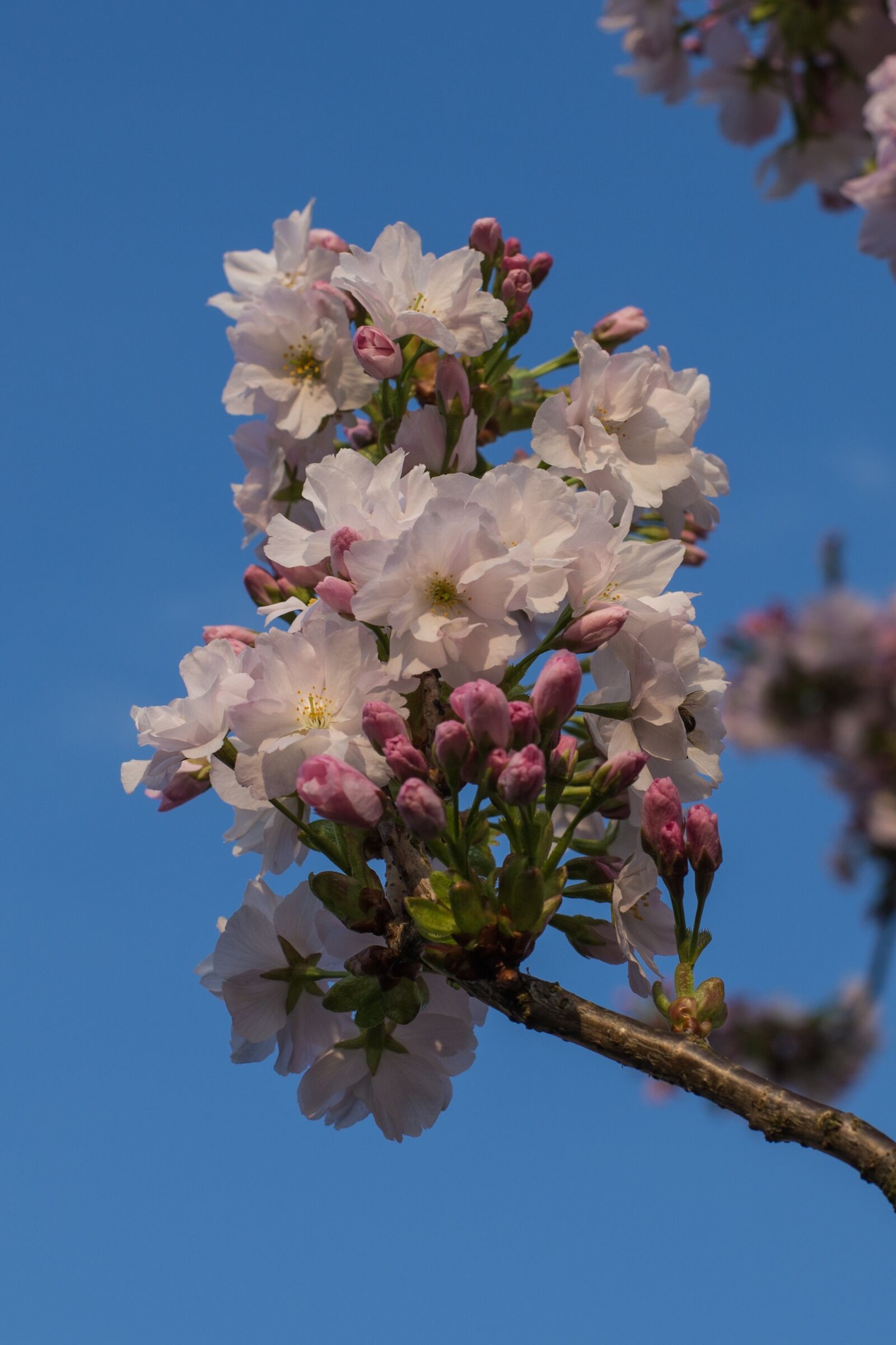 Canon EOS 6D + Canon EF 50mm F1.4 USM sample photo. Flower, plant, tree photography