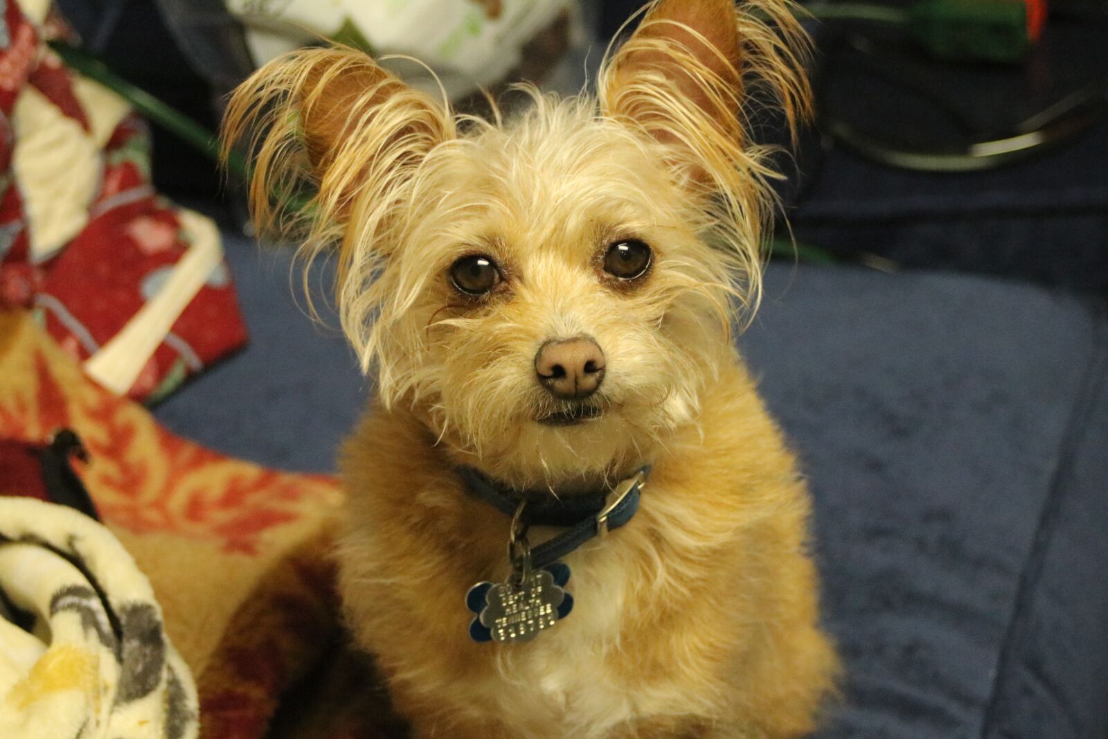 Canon EOS 80D sample photo. Dog, yorkshire terrier, chihuahua photography