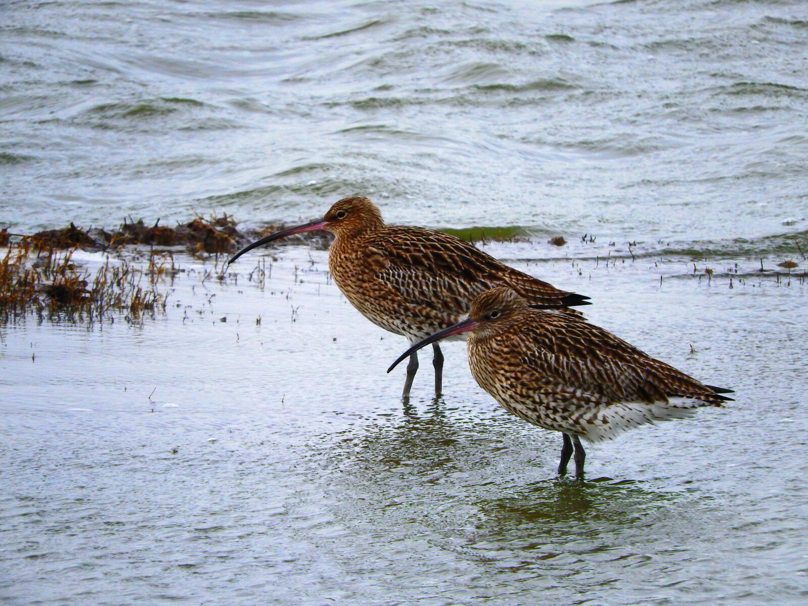 Nikon Coolpix P610 sample photo. Curlew, wader, sea photography
