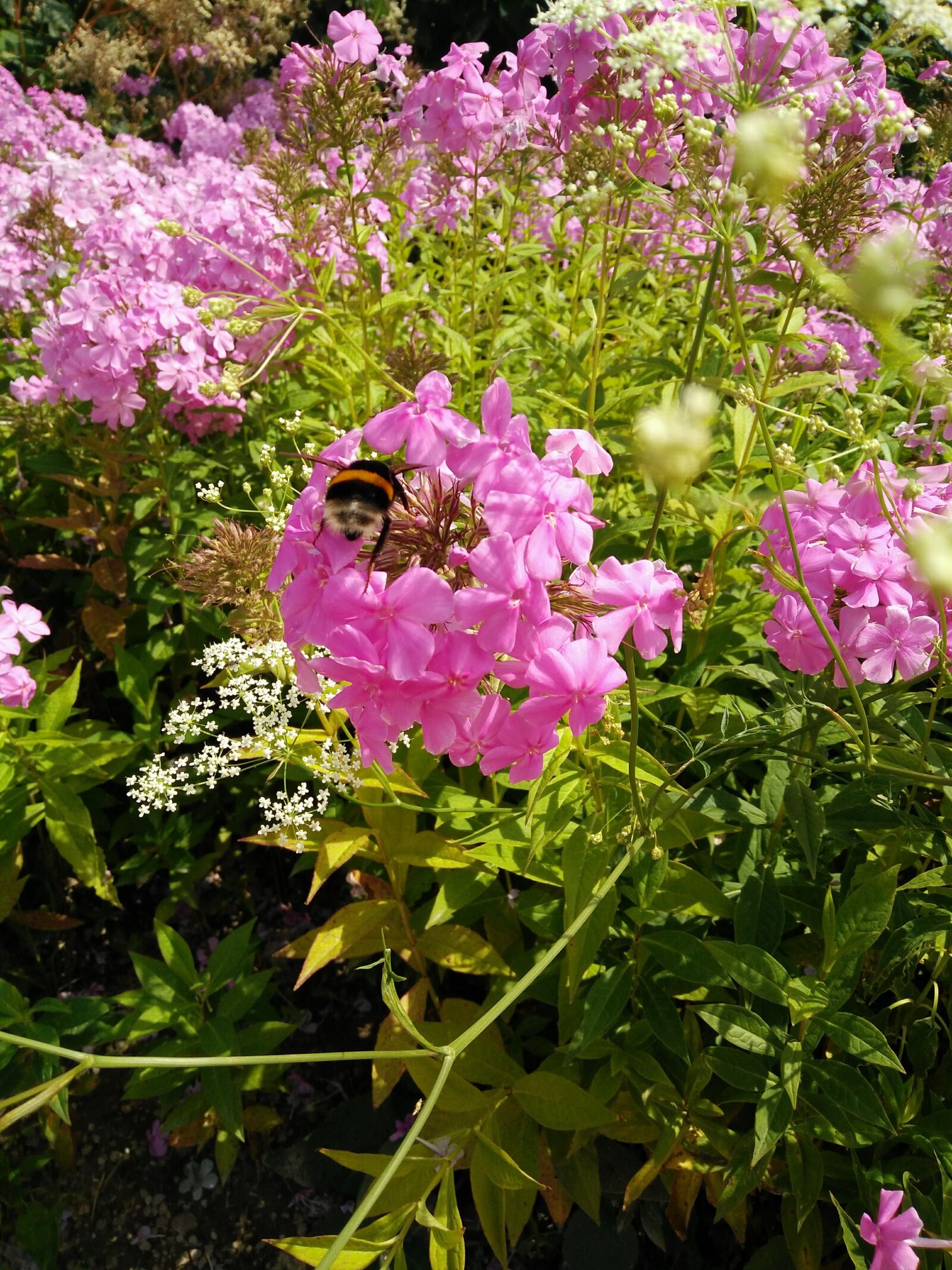 OnePlus ONE E1003 sample photo. Bee, summer, flowers photography