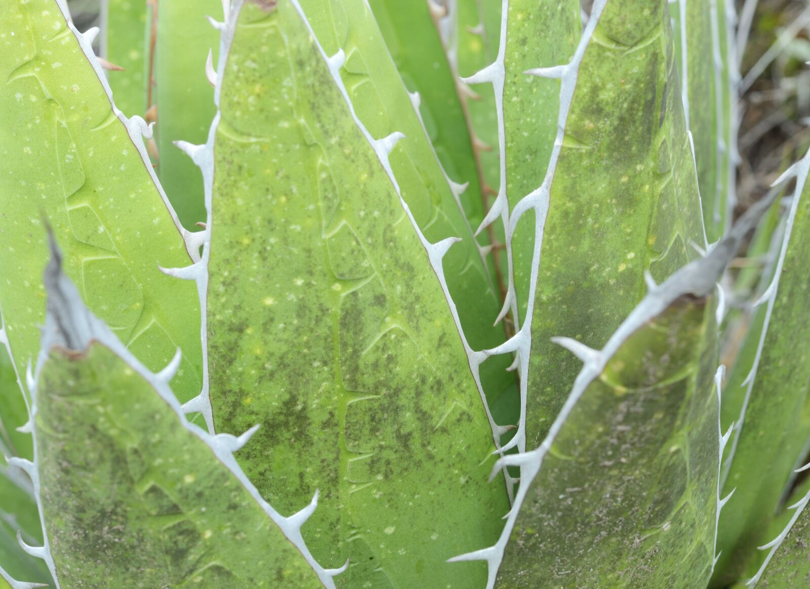 Nikon D3200 sample photo. Succulent, green, plant photography