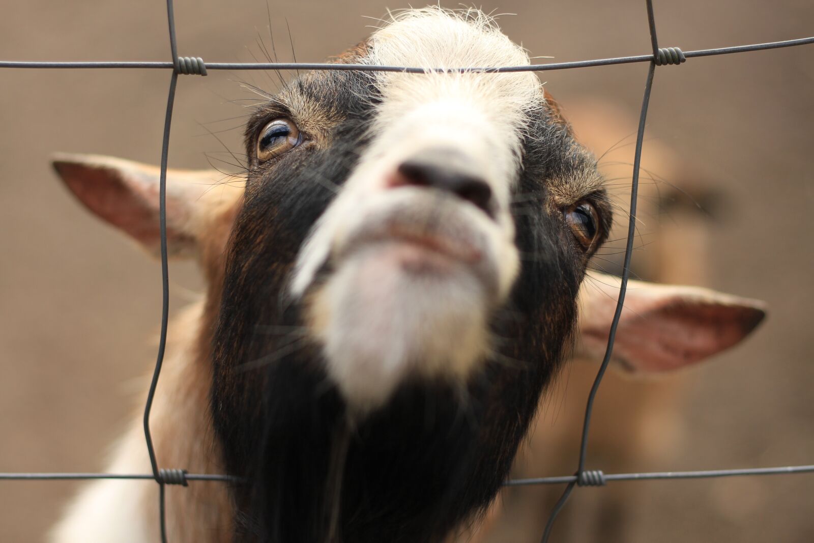 Canon EOS 700D (EOS Rebel T5i / EOS Kiss X7i) + Canon EF 50mm F1.8 STM sample photo. Animal, portrait, mammal photography