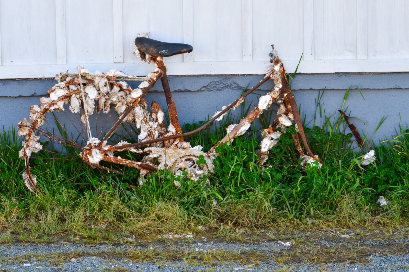 Nikon D3200 sample photo. Bike, rusty, oysters photography