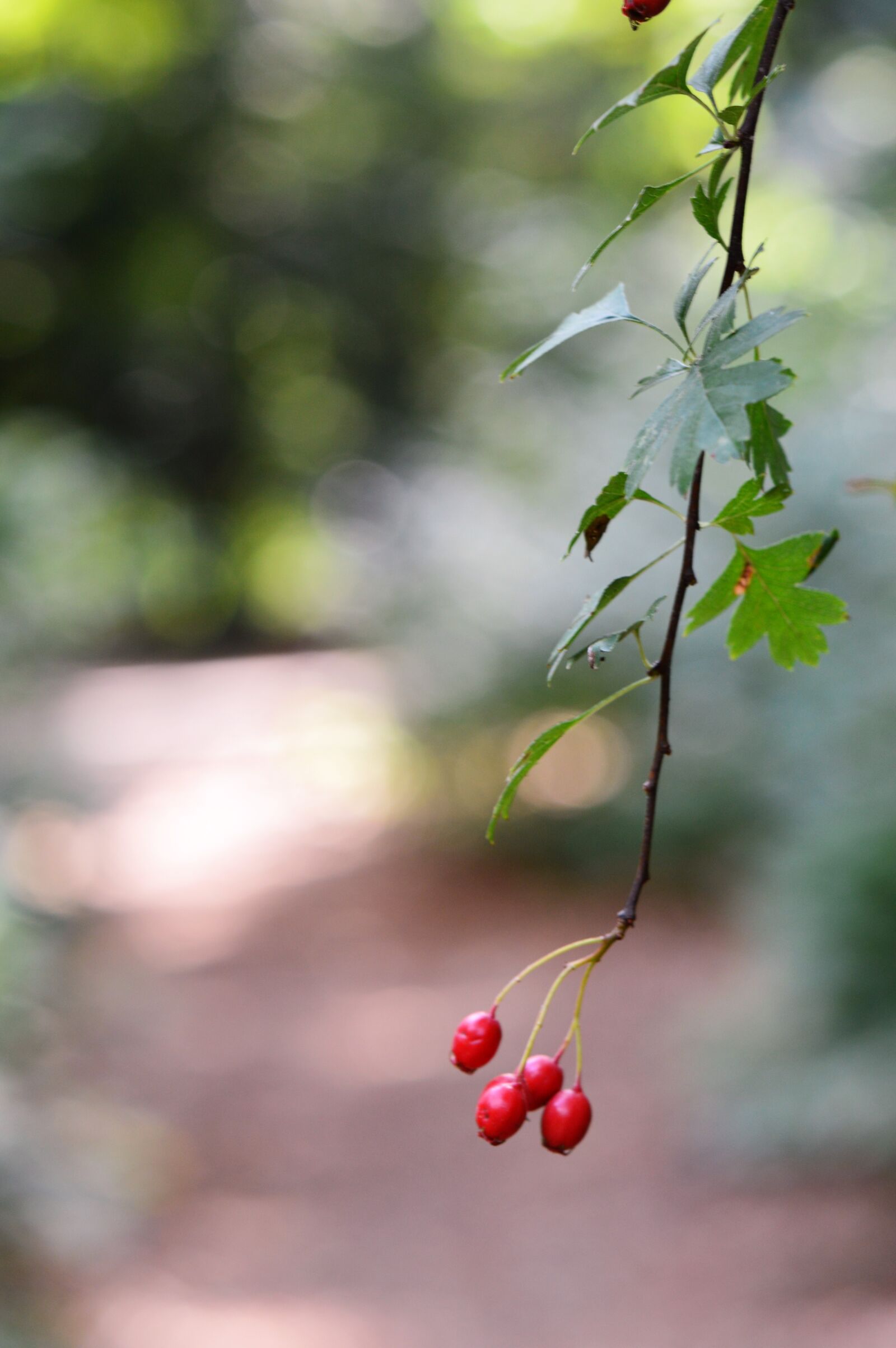 Nikon D3200 sample photo. Berries, forest, nature photography