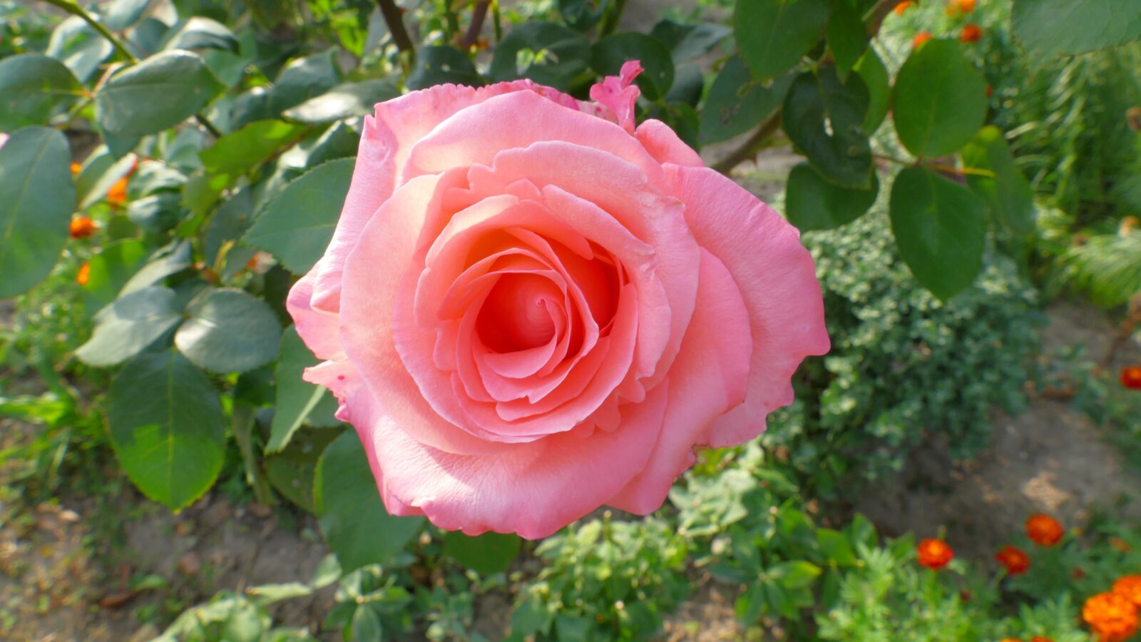 Panasonic Lumix DMC-FZ1000 sample photo. Rose, pink, flower photography