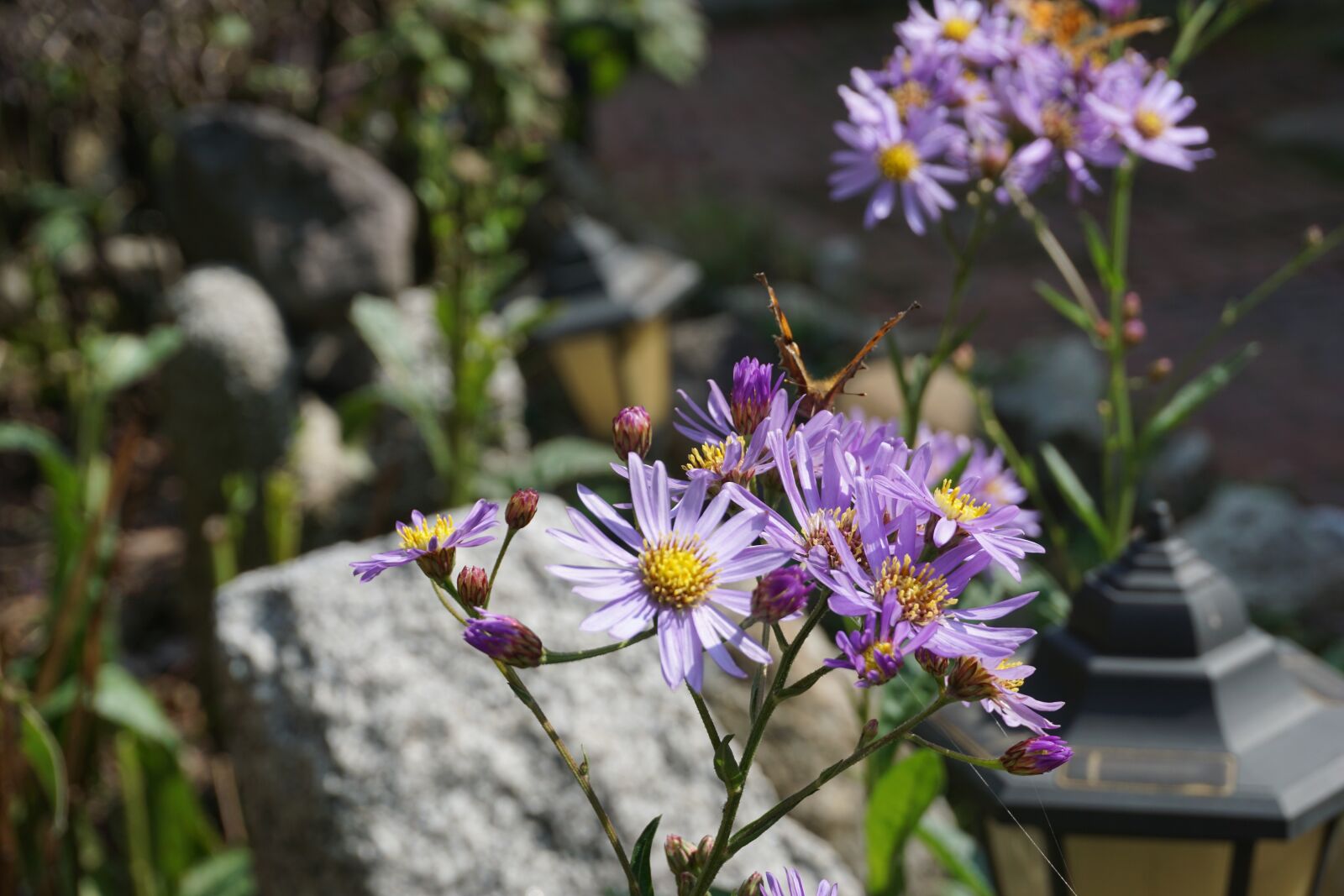 Sony E 16-50mm F3.5-5.6 PZ OSS sample photo. Flowers, autumn, desolation photography